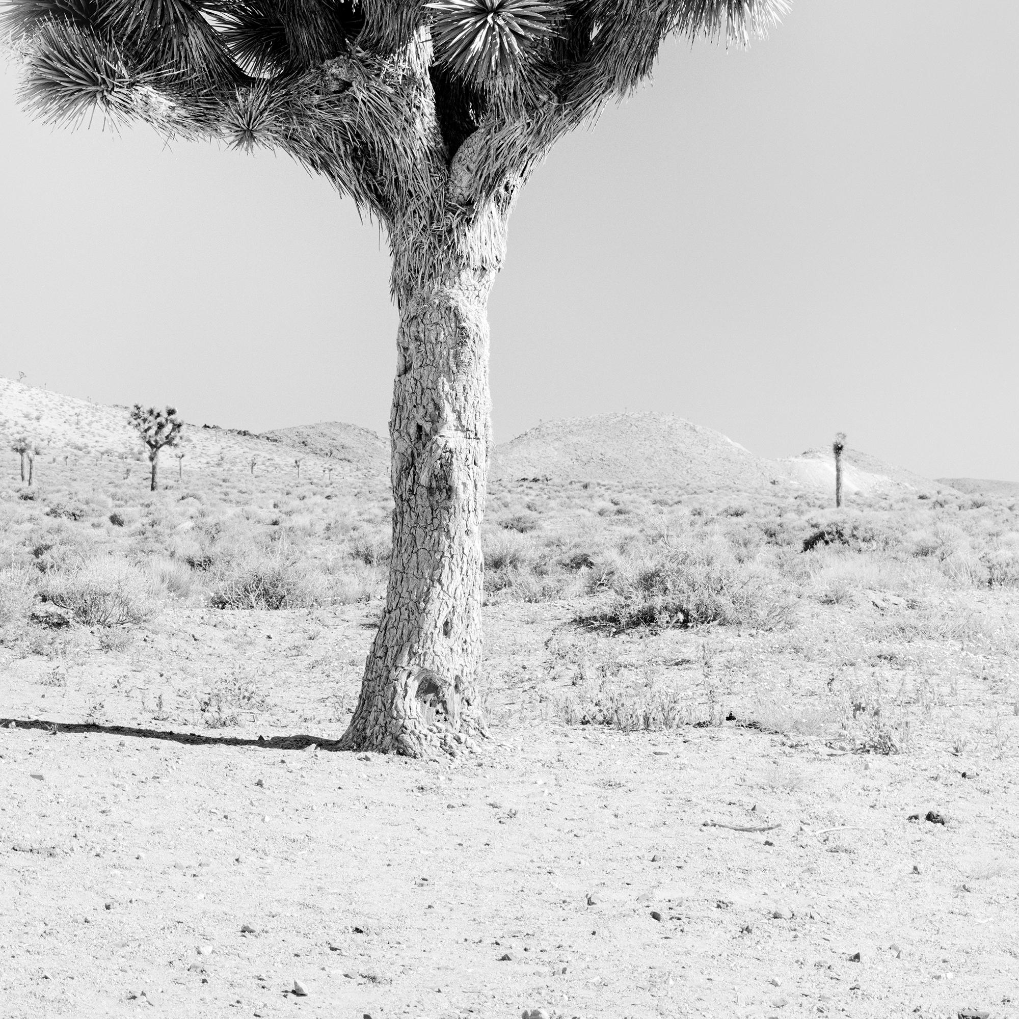 Joshua Tree, Kalifornien, USA, Schwarz-Weiß-Fotografie, Landschaft im Angebot 5