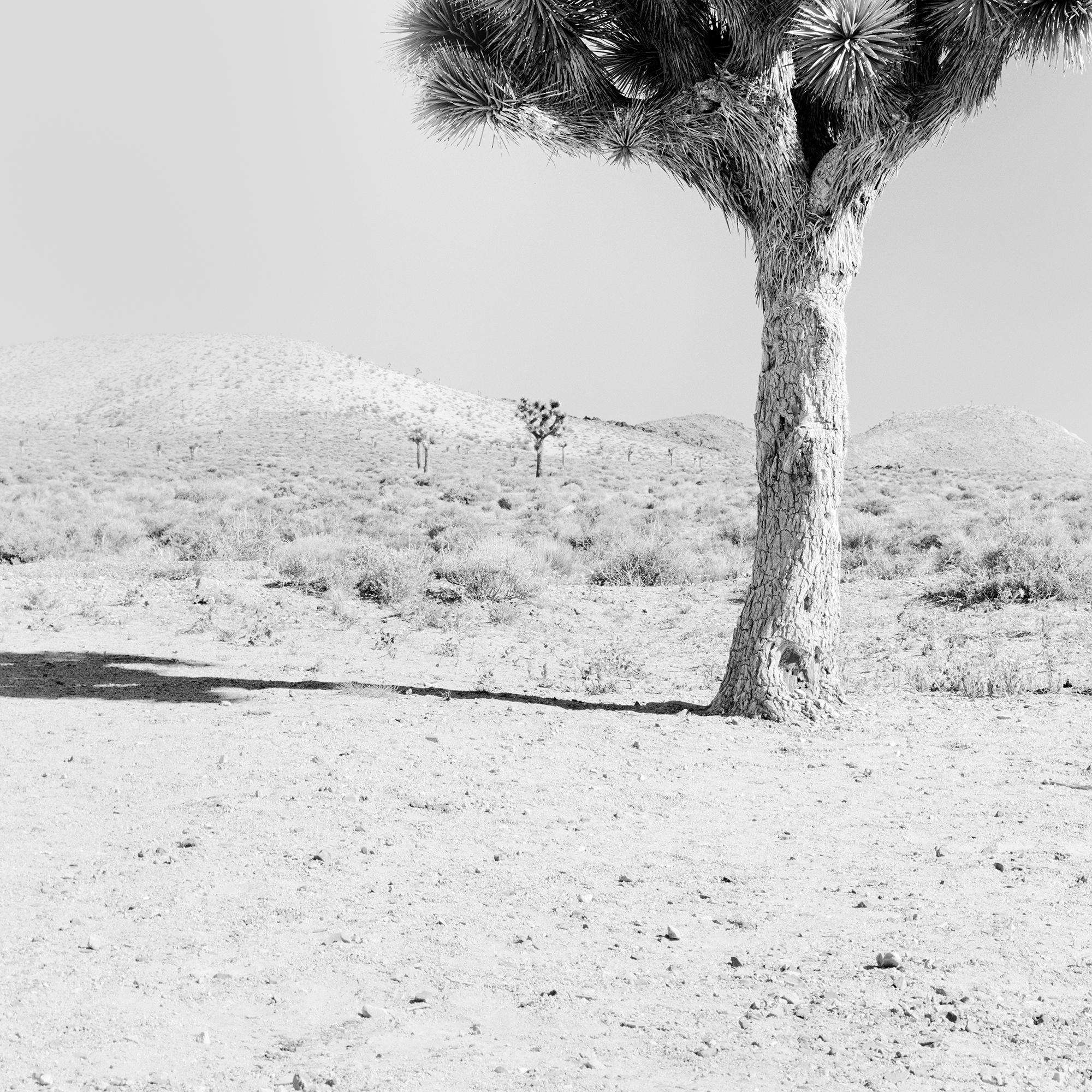 Joshua Tree, Kalifornien, USA, Schwarz-Weiß-Fotografie, Landschaft im Angebot 6