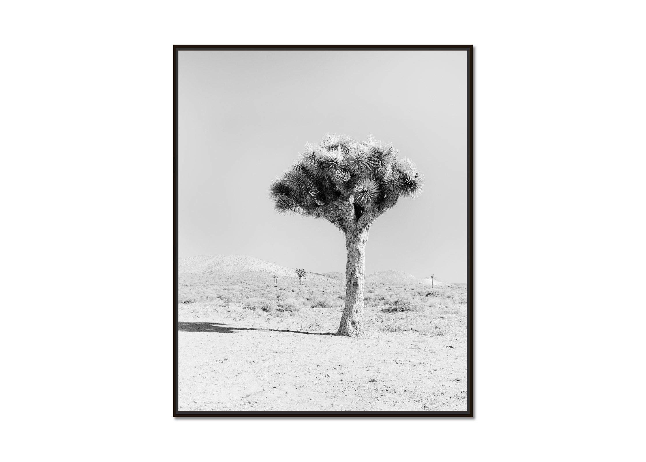 Joshua Tree Mojave desert California USA black and white landscape photography - Photograph by Gerald Berghammer