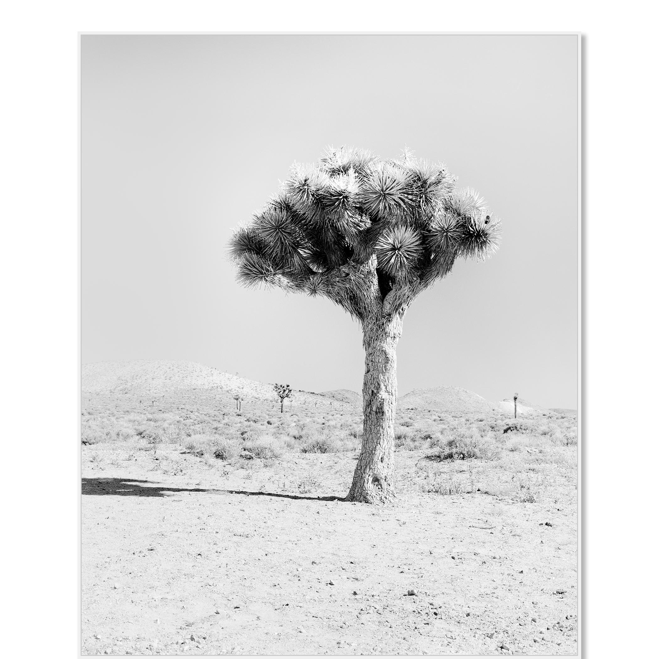 Joshua Tree, Kalifornien, USA, Schwarz-Weiß-Fotografie, Landschaft – Photograph von Gerald Berghammer