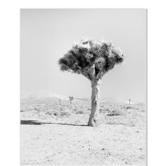 Joshua Tree, Californie, États-Unis, photographie d'art en noir et blanc, paysage