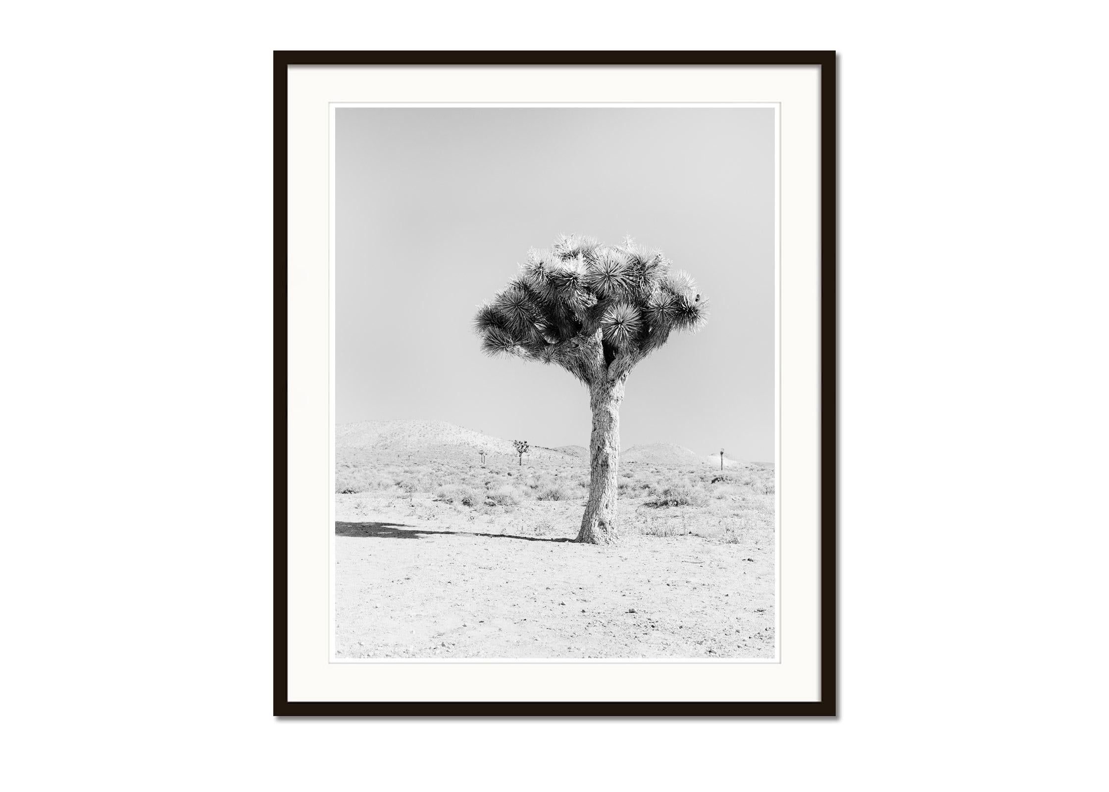Joshua Tree Mojave desert California USA black and white landscape photography - Gray Black and White Photograph by Gerald Berghammer