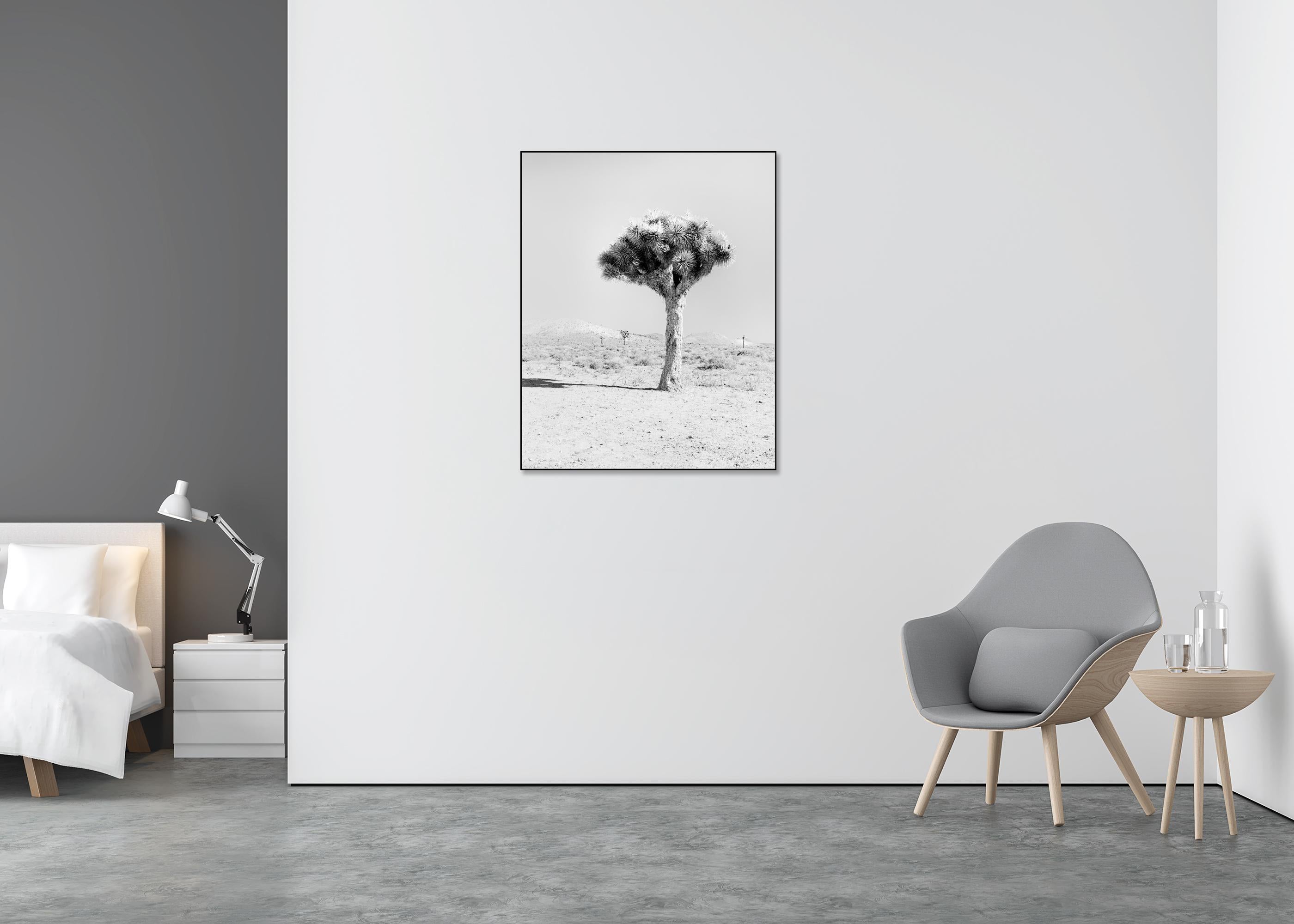 Joshua Tree, Kalifornien, USA, Schwarz-Weiß-Fotografie, Landschaft (Grau), Black and White Photograph, von Gerald Berghammer