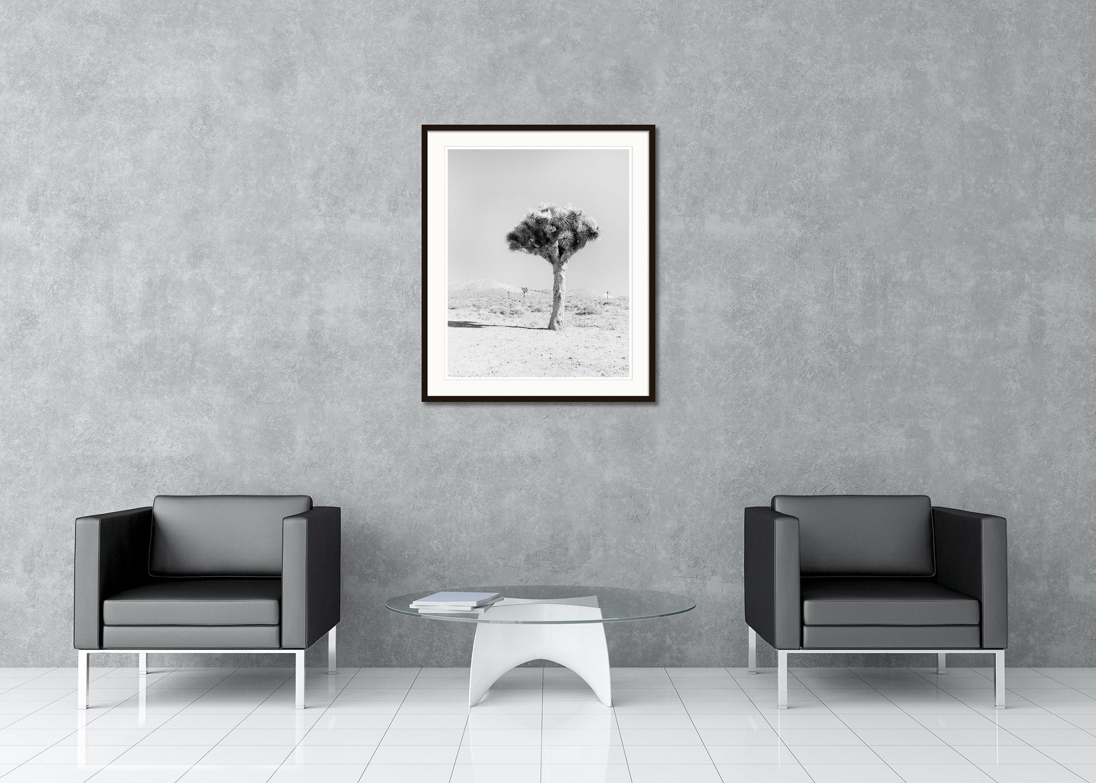 Black and White Fine Art Landscape Photography. Single Joshua Tree in the Mojave desert, California, USA. Archival pigment ink print, edition of 7. Signed, titled, dated and numbered by artist. Certificate of authenticity included. Printed with 4cm