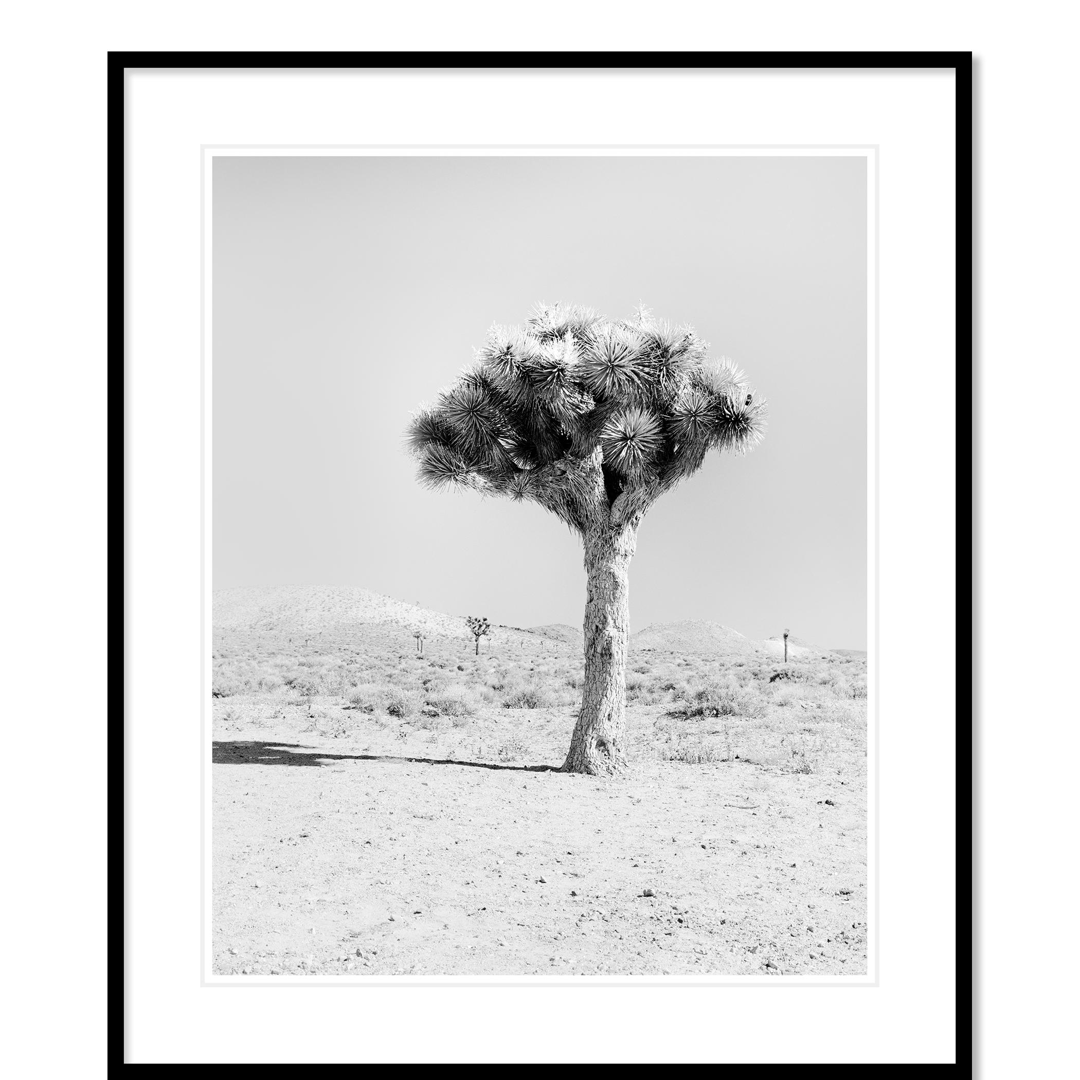 Joshua Tree, Kalifornien, USA, Schwarz-Weiß-Fotografie, Landschaft im Angebot 1