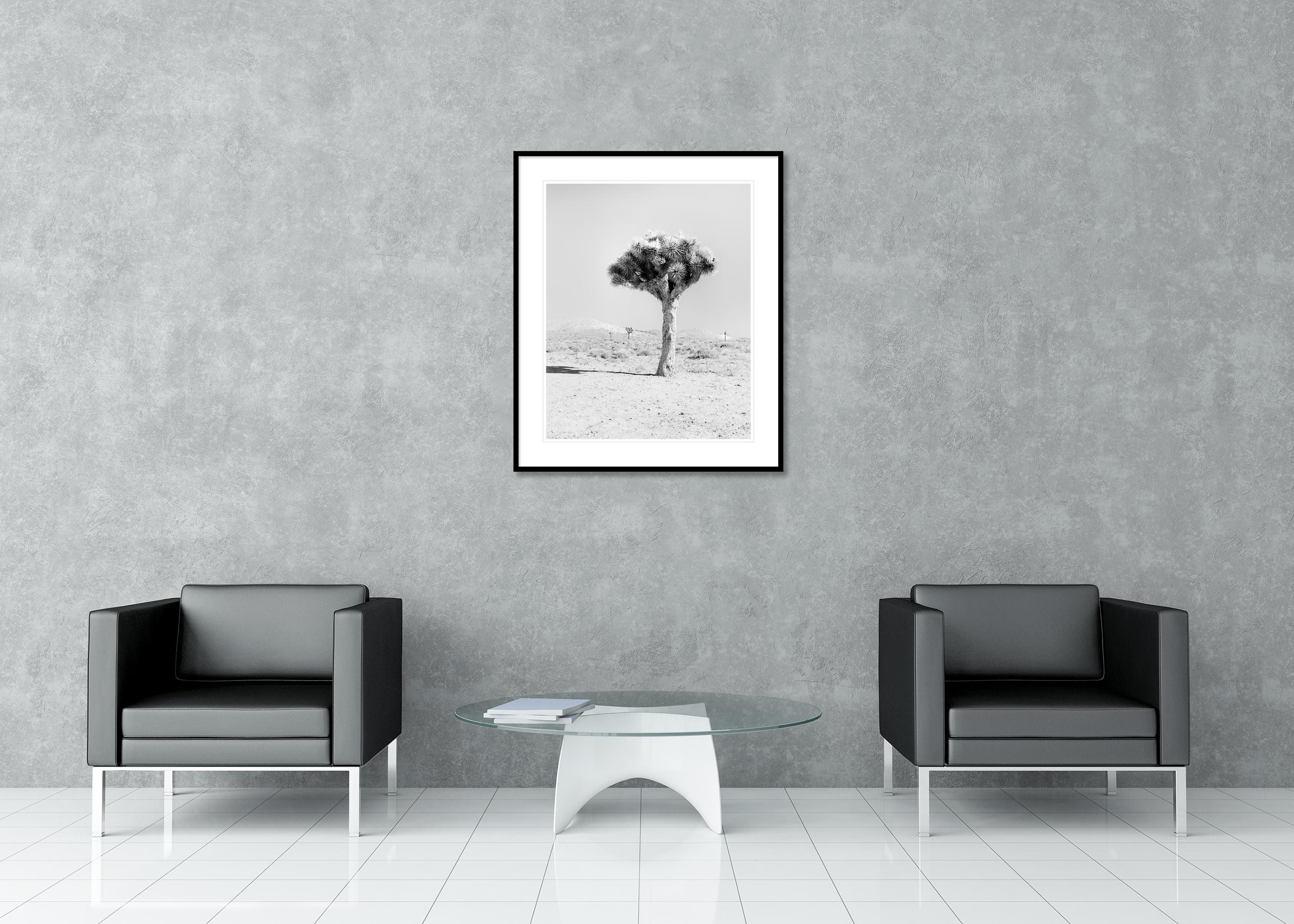 Joshua Tree, Kalifornien, USA, Schwarz-Weiß-Fotografie, Landschaft im Angebot 2