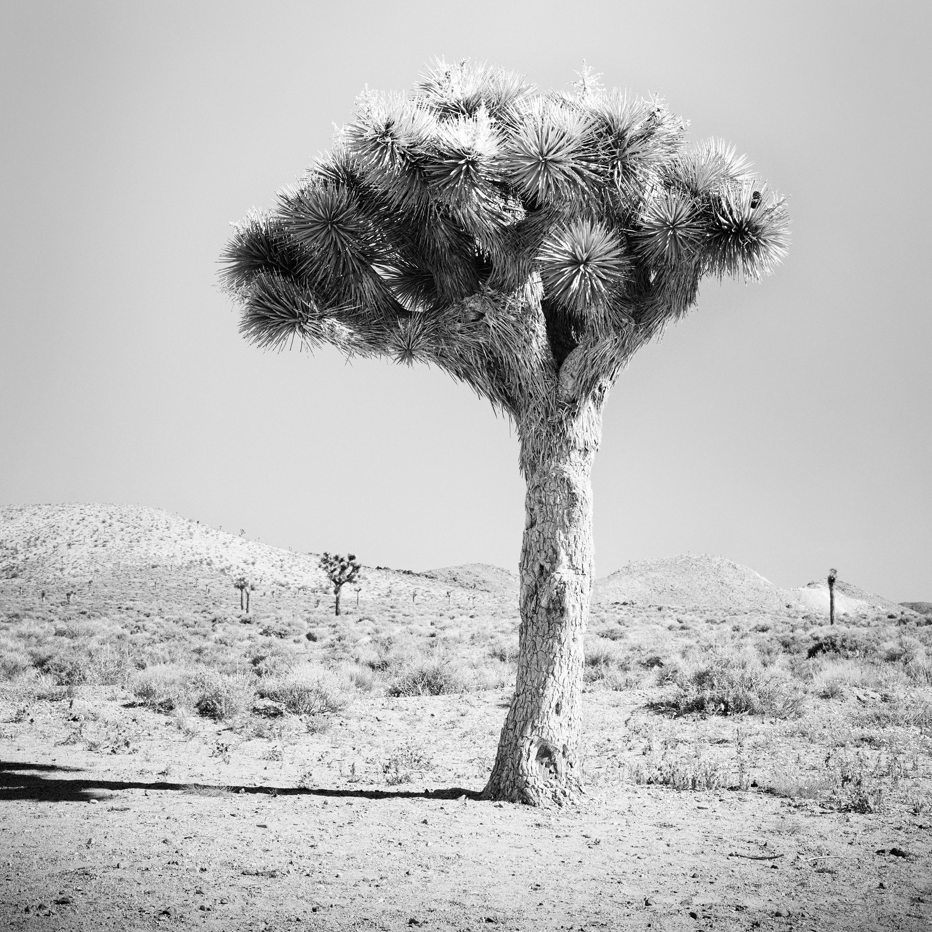 Joshua Tree Mojave desert California USA black and white landscape photography For Sale 3