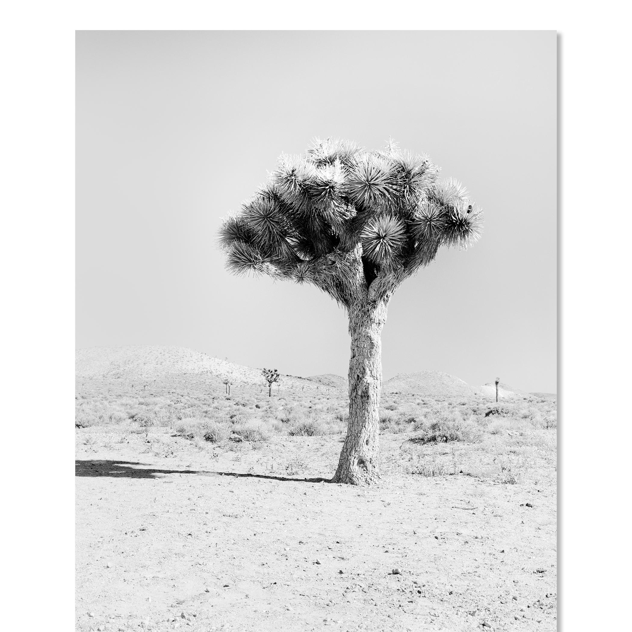 Joshua Tree, Kalifornien, USA, Schwarz-Weiß-Fotografie, Landschaft im Angebot 3