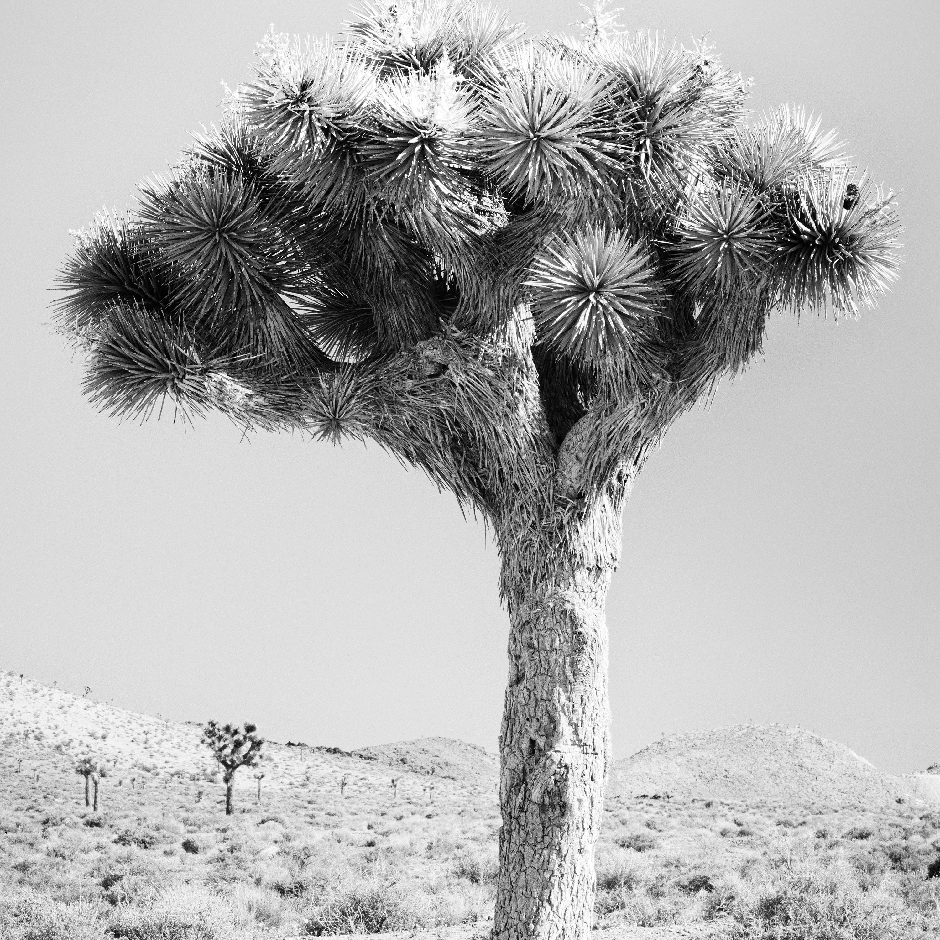 Joshua Tree Mojave desert California USA black and white landscape photography For Sale 4