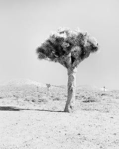Joshua Tree, Kalifornien, USA, Schwarz-Weiß-Fotografie, Landschaft
