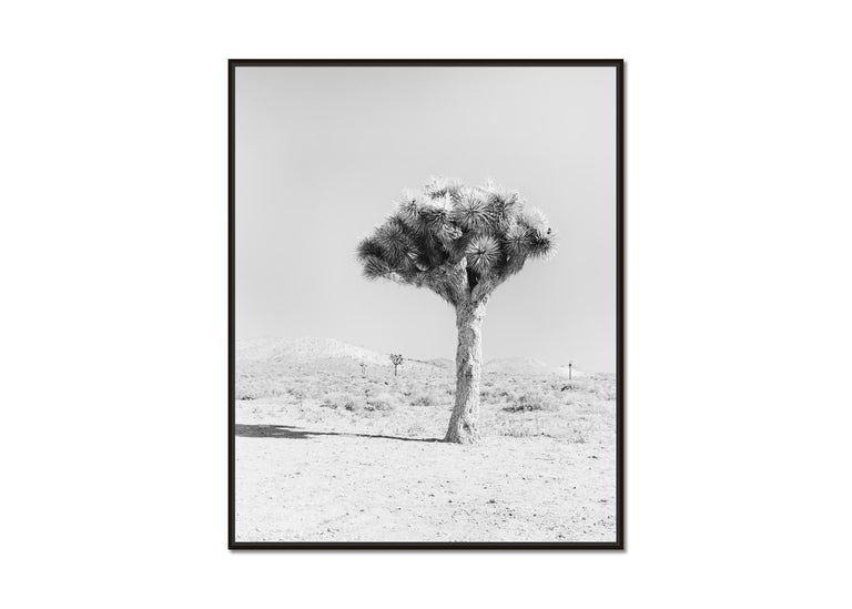 Joshua Tree, California, USA, black and white fine art photography, landscape - Photograph by Gerald Berghammer