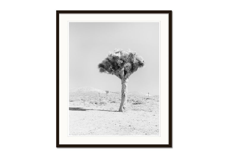 Joshua Tree, California, USA, black and white fine art photography, landscape - Gray Black and White Photograph by Gerald Berghammer
