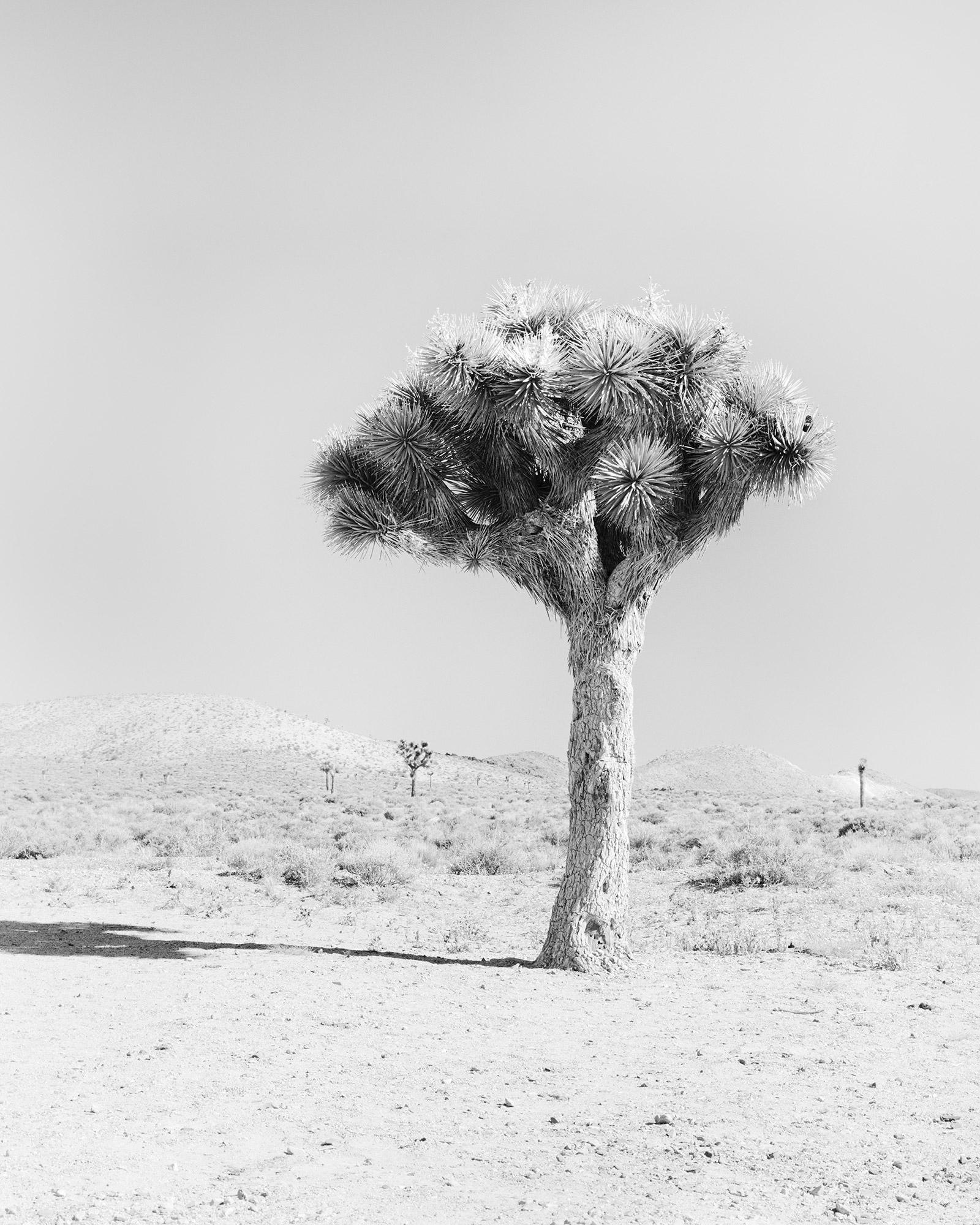 Joshua Tree, Californie, États-Unis, photographie d'art en noir et blanc, paysage