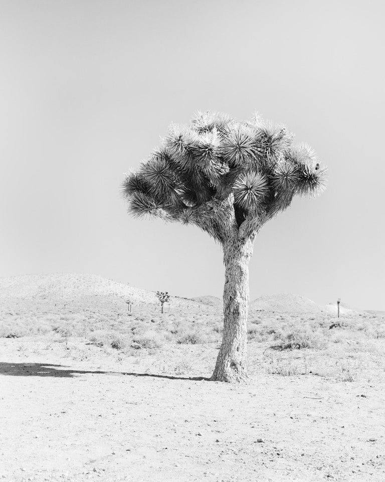 Gerald Berghammer Black and White Photograph - Joshua Tree, California, USA, black and white fine art photography, landscape