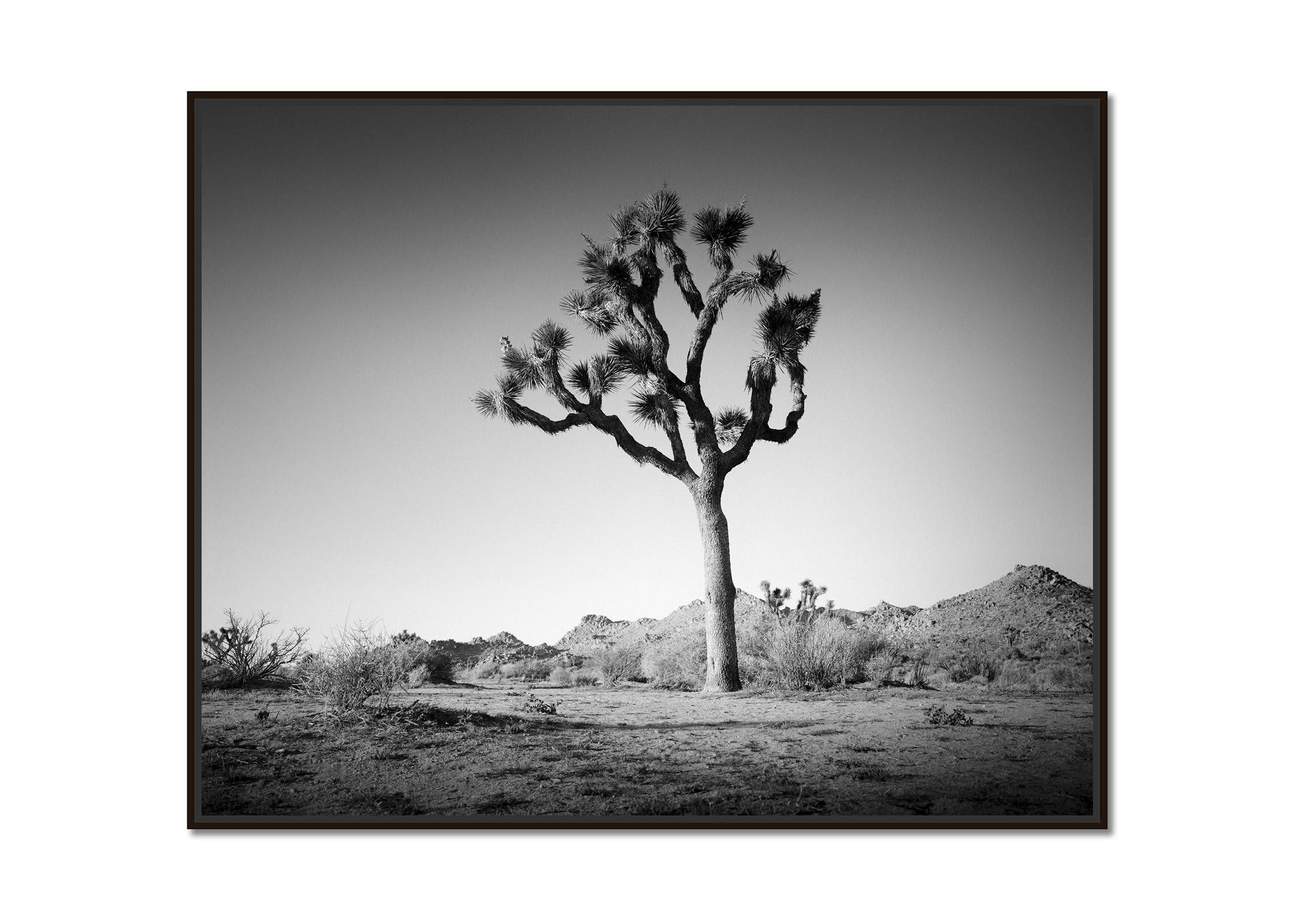 Joshua Tree in Mojave Desert, California, black and white photography, landscape - Photograph by Gerald Berghammer