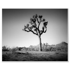 Joshua Tree nel deserto del Mojave, California, fotografia in bianco e nero, paesaggio