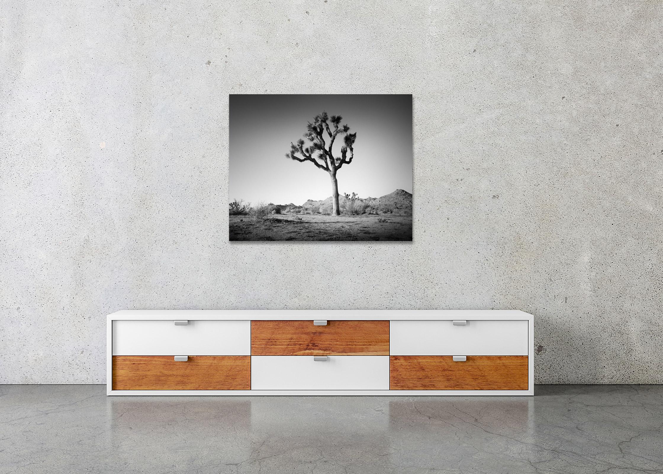 Joshua Tree in Mojave Desert, California, black and white photography, landscape - Gray Black and White Photograph by Gerald Berghammer