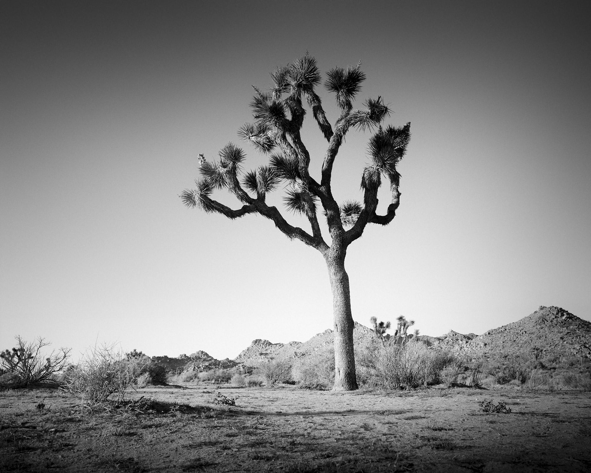 Joshua Tree in Mojave Desert, California, black and white photography, landscape