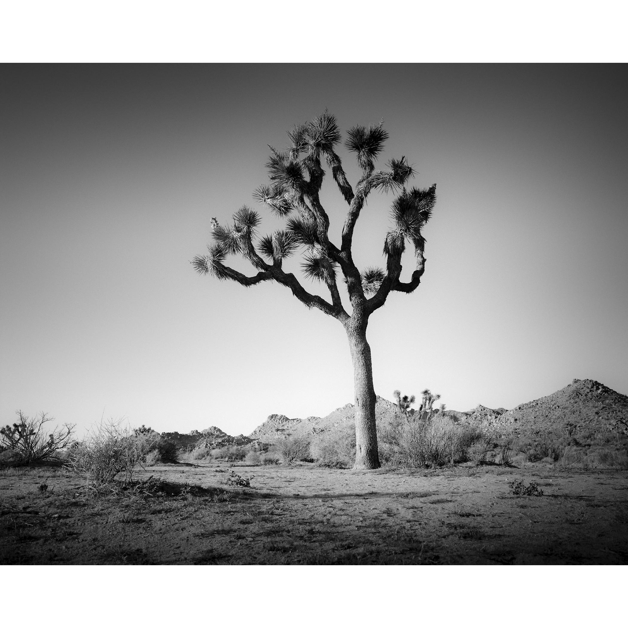 Joshua Tree en el desierto de Mojave, California, fotografía en blanco y negro, paisaje