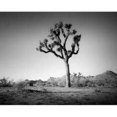 Joshua Tree en el desierto de Mojave, California, fotografía en blanco y negro, paisaje