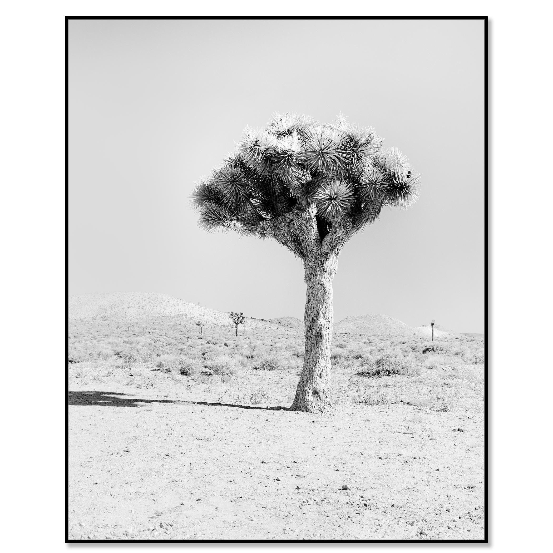 Joshua Tree Mojave, USA, photographie de paysage en noir et blanc, édition limitée - Contemporain Photograph par Gerald Berghammer
