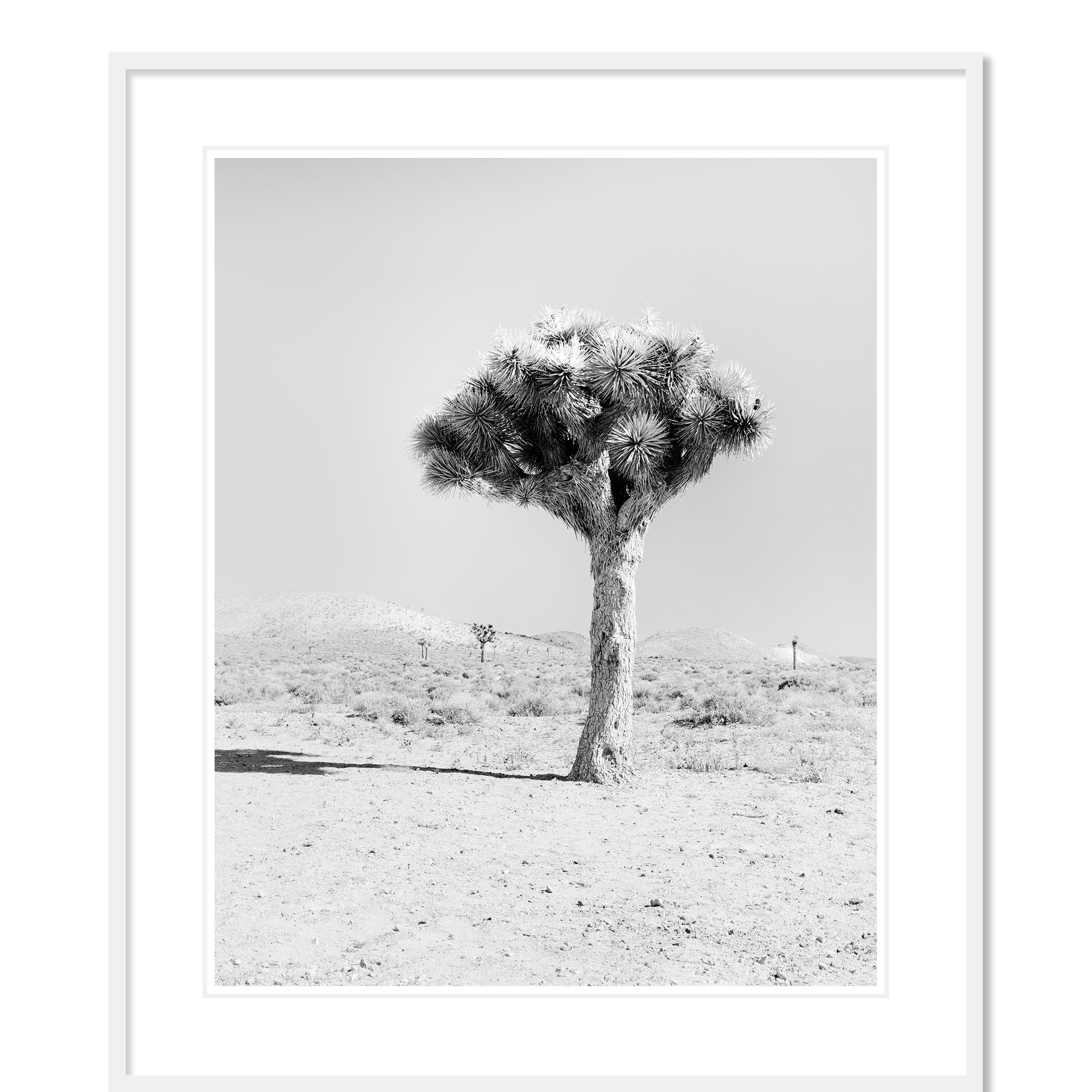 Photographie de paysage en noir et blanc. Arbre de Josué dans le désert de Mojave, Californie, États-Unis. Épreuve à l'encre pigmentaire d'archives, édition de 7 exemplaires. Signée, titrée, datée et numérotée par l'artiste. Certificat