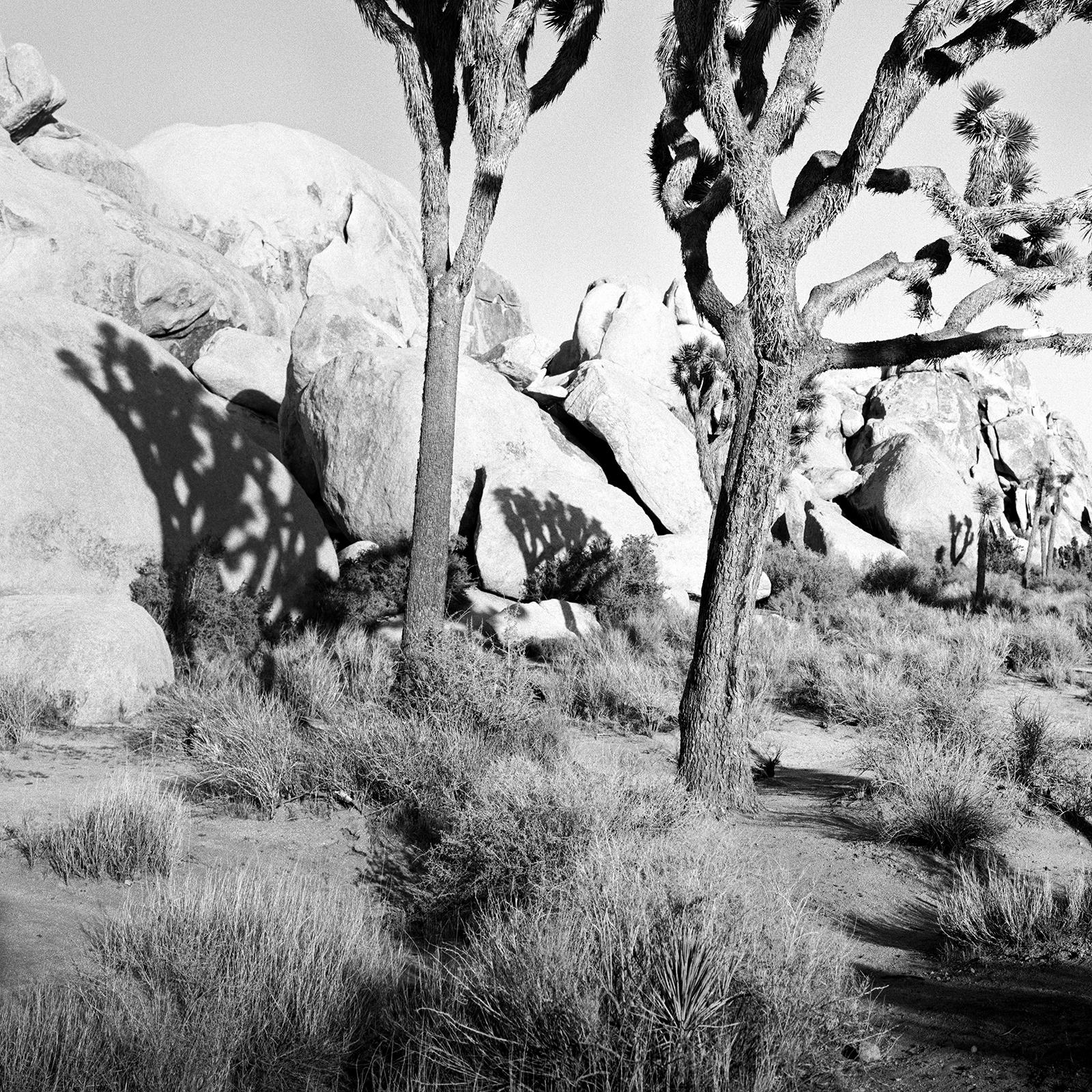 Joshua Tree, National Park, California, USA, black white photography, landscape For Sale 2