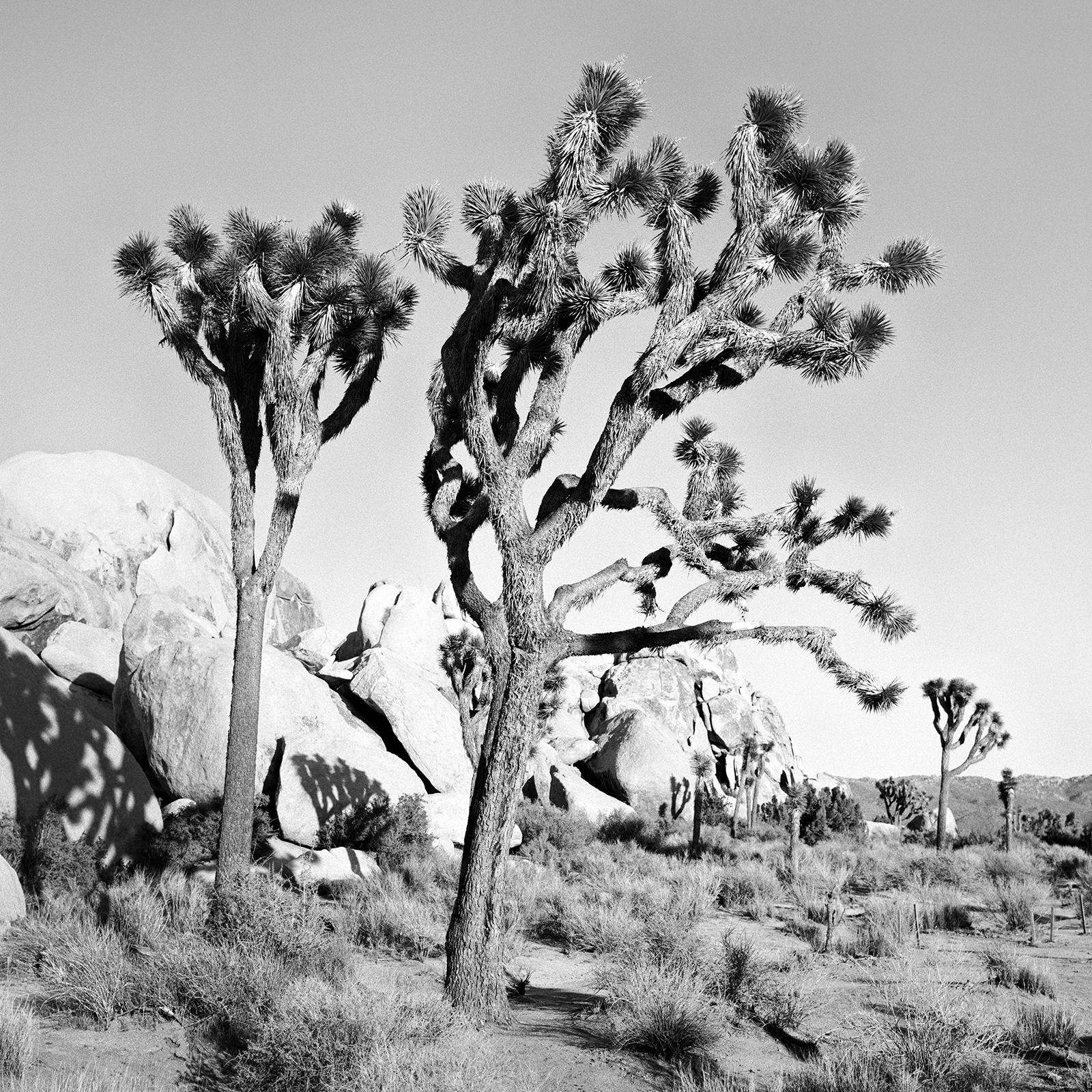 Black and White Fine Art Landscape Photography. Joshua Trees and Rocks in the Mojave desert, California, USA. Archival pigment ink print, edition of 9. Signed, titled, dated and numbered by artist. Certificate of authenticity included. Printed with