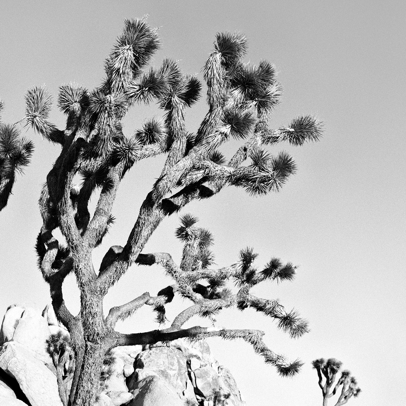 Joshua Tree, National Park, California, USA, black white photography, landscape For Sale 1