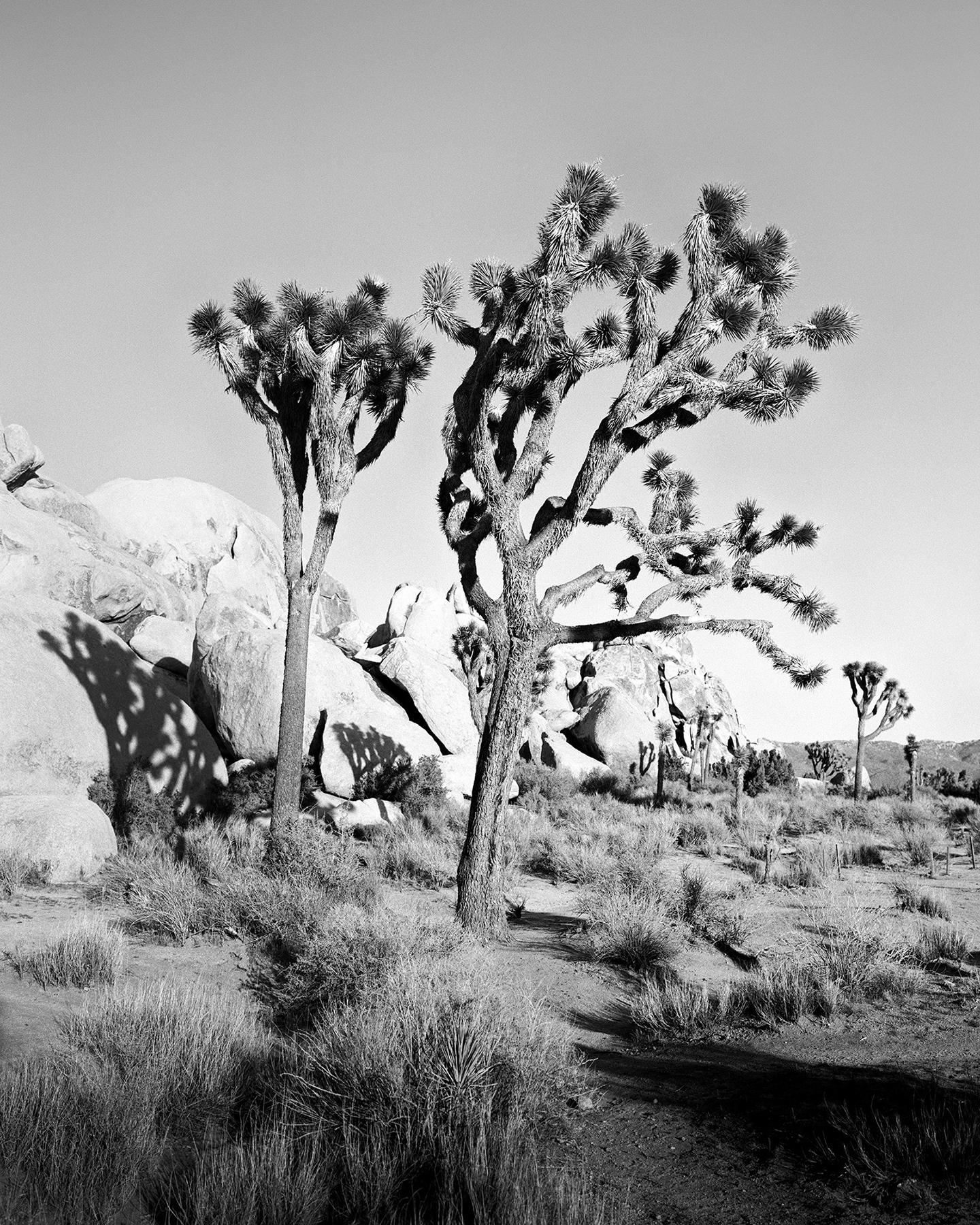 Gerald Berghammer Black and White Photograph – Joshua Tree, National Park, Kalifornien, USA, Schwarz-Weiß-Fotografie, Landschaft