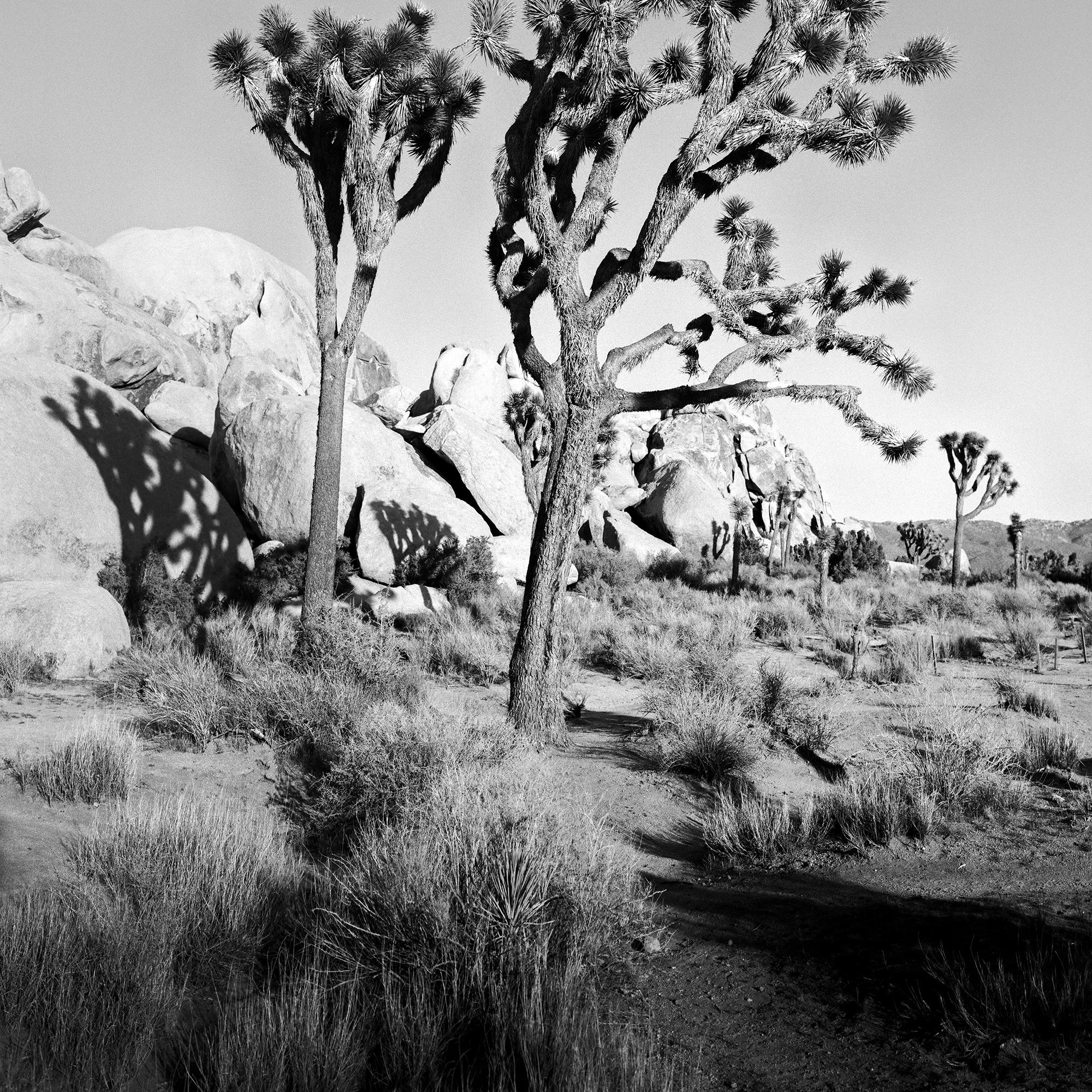 Parc national de Joshua Tree, Californie, États-Unis, photographie en noir et blanc, paysage en vente 5