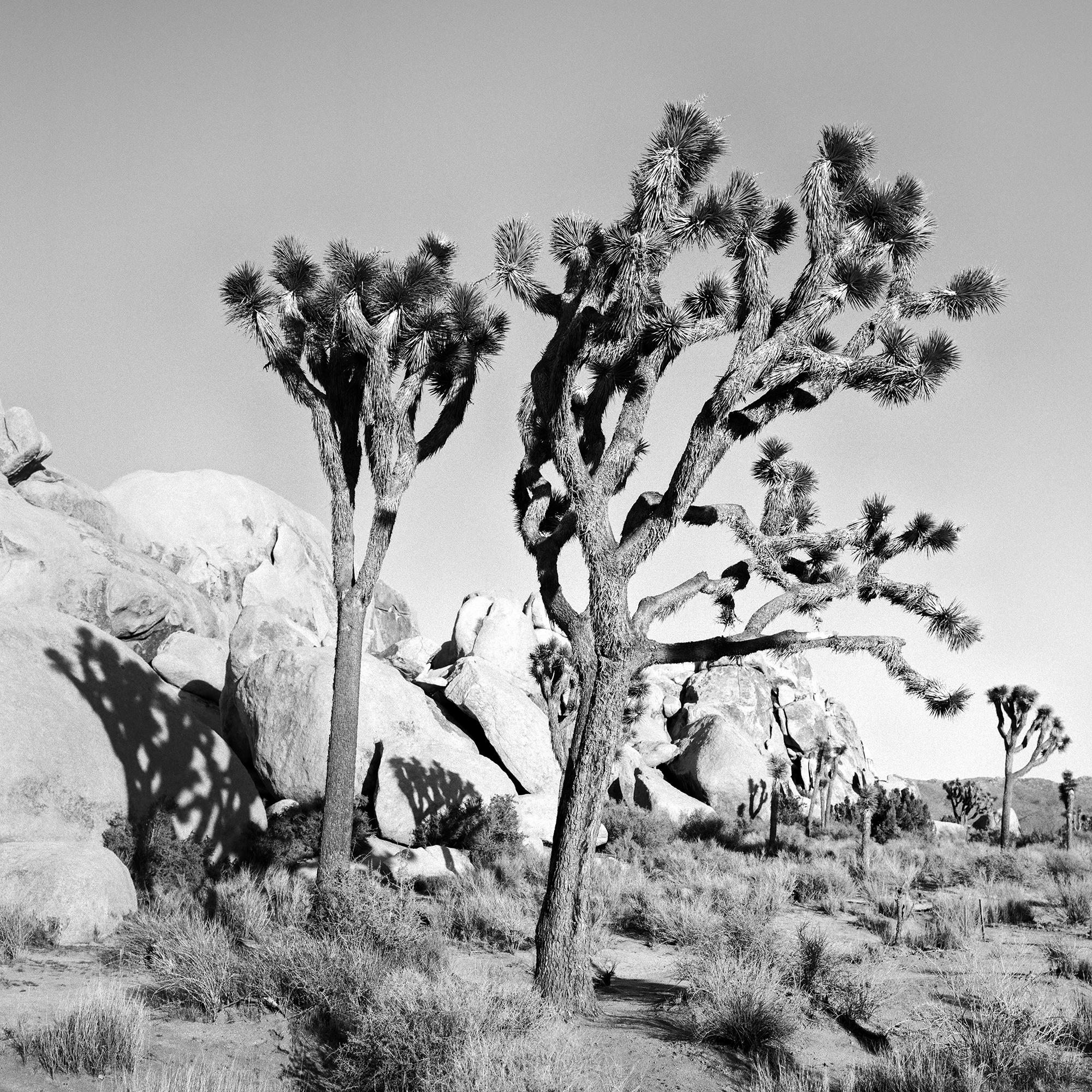 Parc national de Joshua Tree, Californie, États-Unis, photographie en noir et blanc, paysage en vente 6
