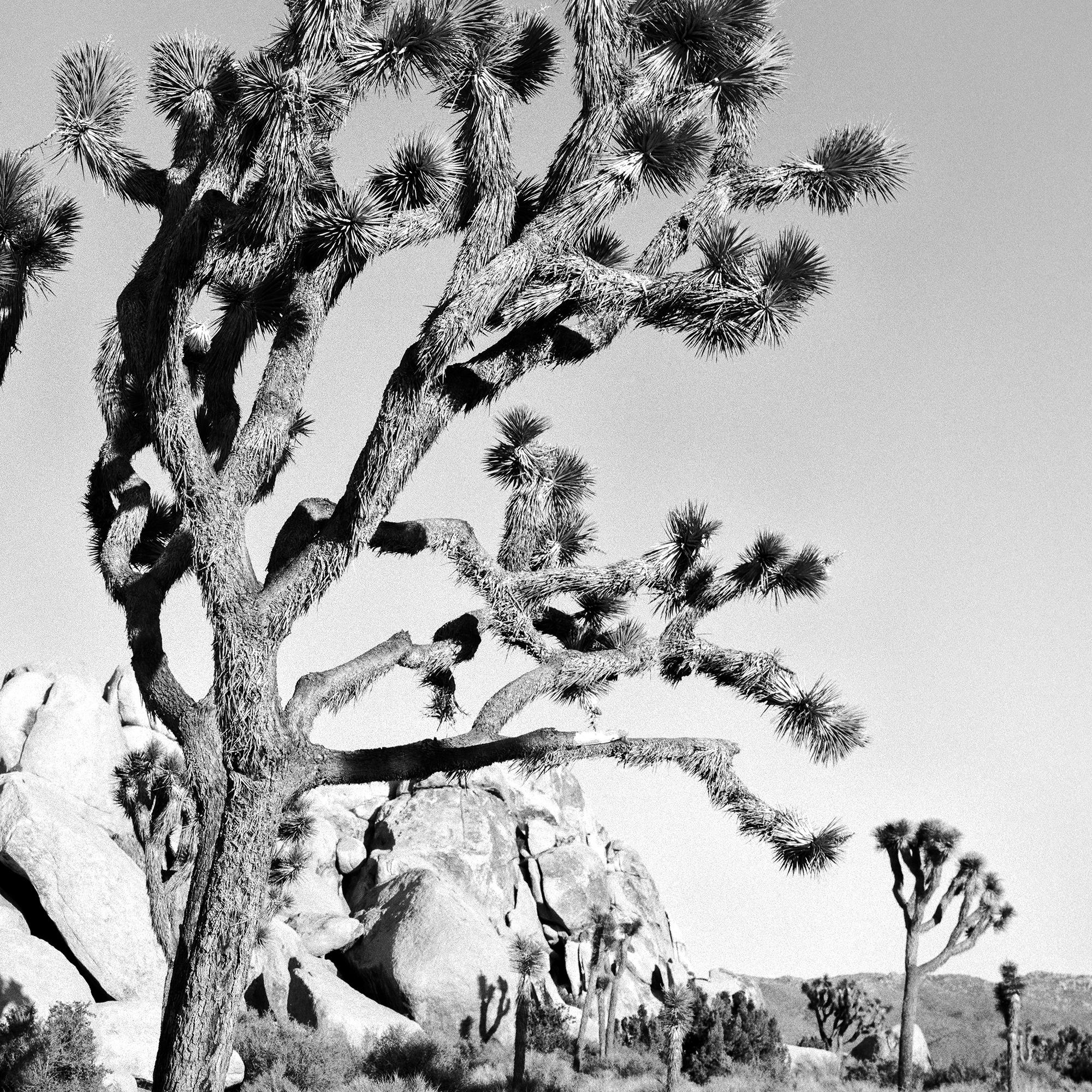 Parc national de Joshua Tree, Californie, États-Unis, photographie en noir et blanc, paysage en vente 7
