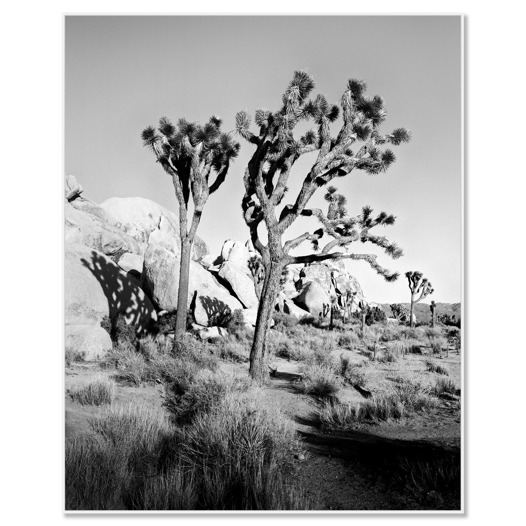 Parc national de Joshua Tree, Californie, États-Unis, photographie en noir et blanc, paysage - Photograph de Gerald Berghammer