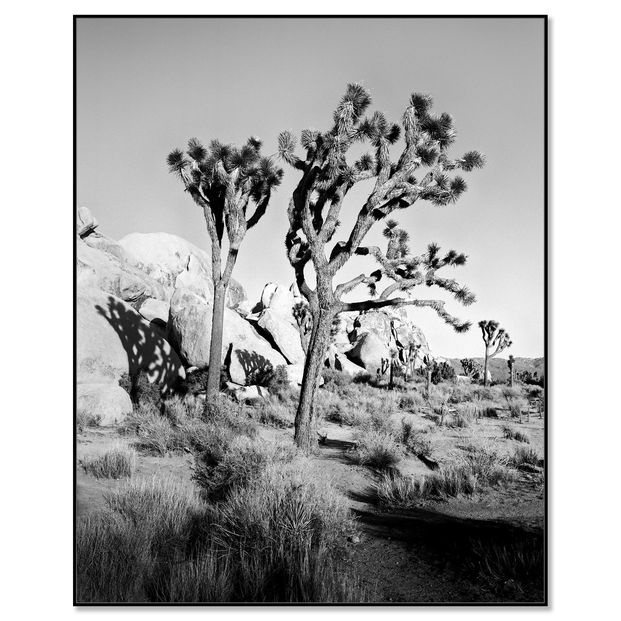 Parc national de Joshua Tree, Californie, États-Unis, photographie en noir et blanc, paysage - Contemporain Photograph par Gerald Berghammer
