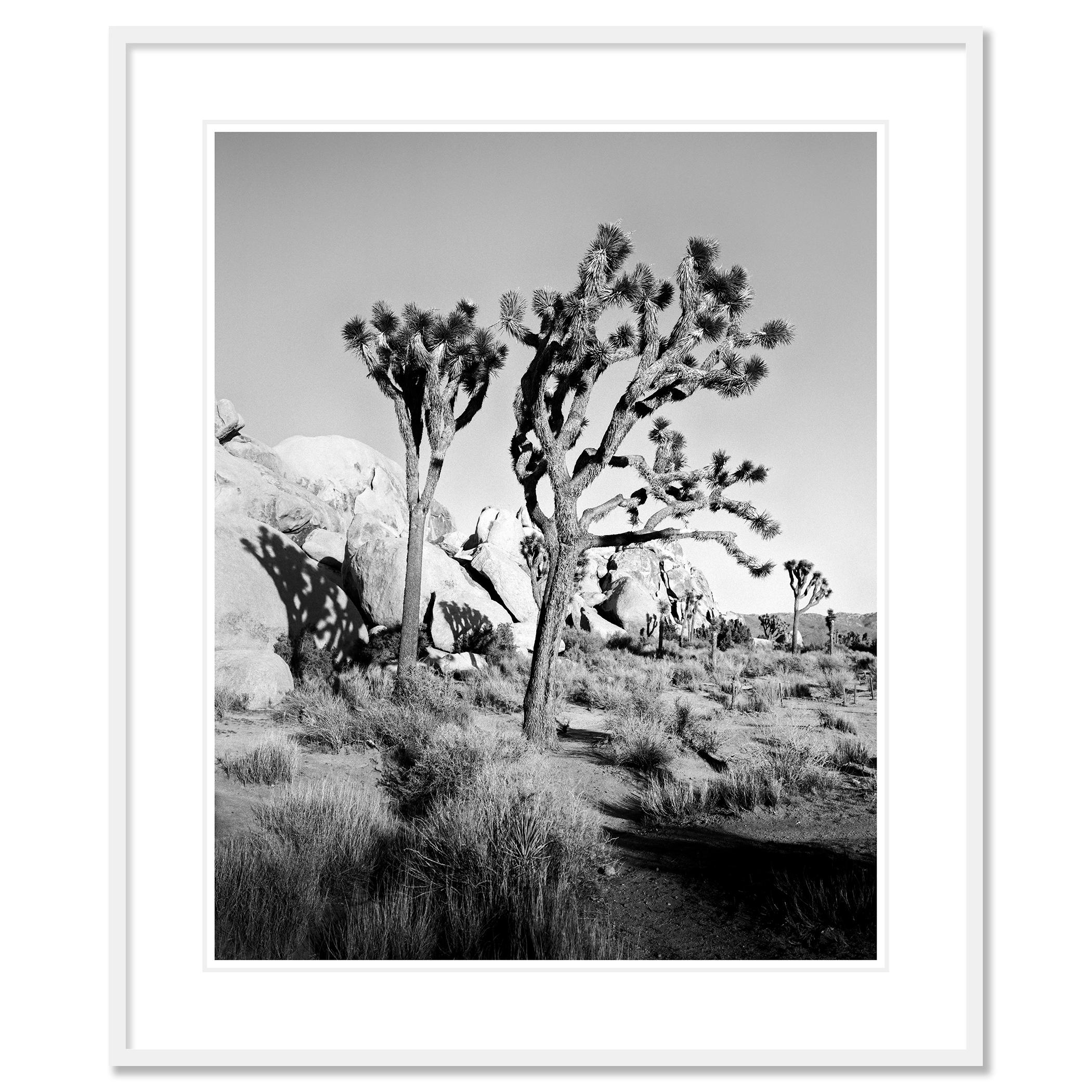 Photographie de paysage en noir et blanc. Arbres de Josué et rochers dans le désert de Mojave, Californie, États-Unis. Épreuve à l'encre pigmentaire d'archives, édition de 9 exemplaires. Signée, titrée, datée et numérotée par l'artiste. Certificat