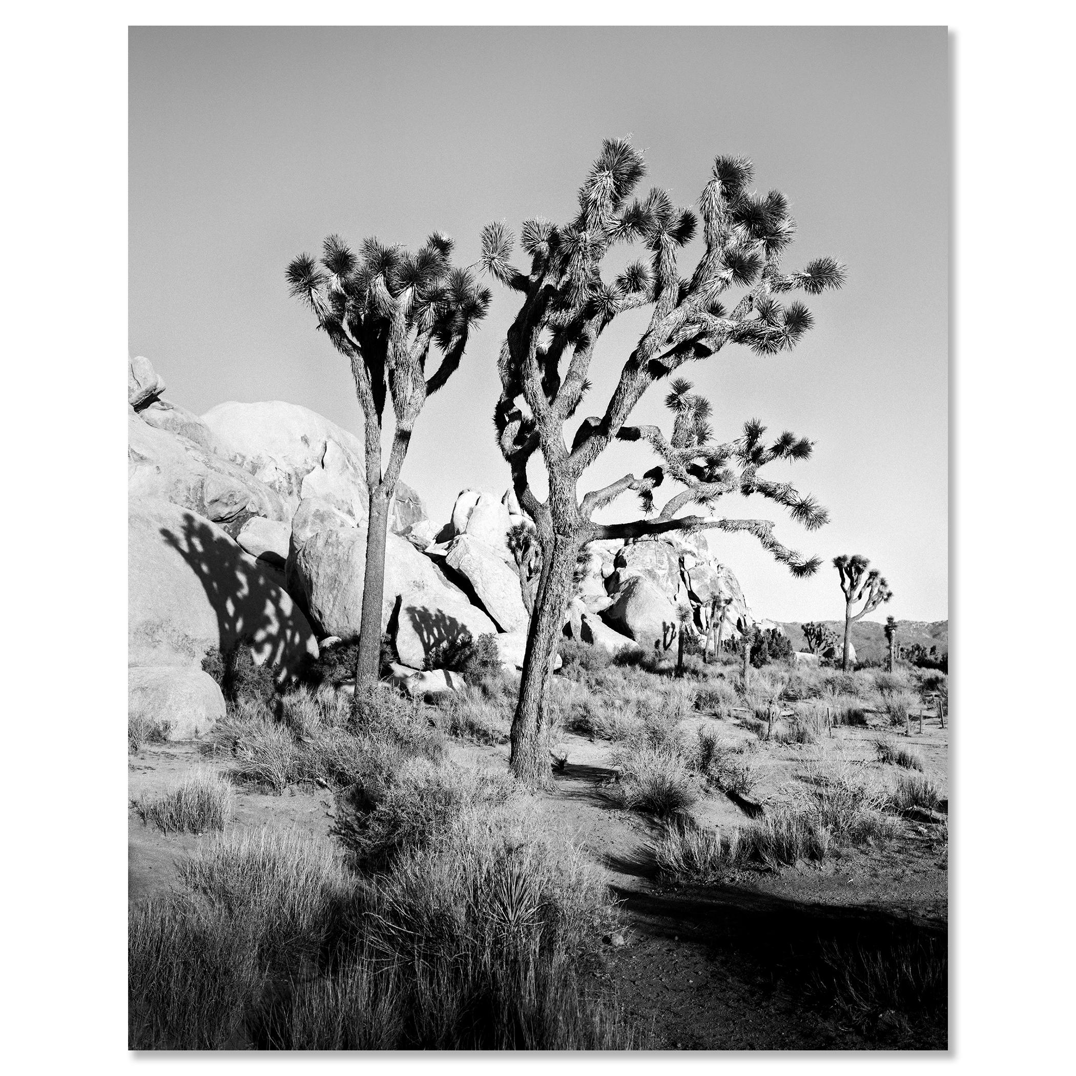Parc national de Joshua Tree, Californie, États-Unis, photographie en noir et blanc, paysage en vente 3