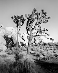 Parc national de Joshua Tree, Californie, États-Unis, photographie en noir et blanc, paysage
