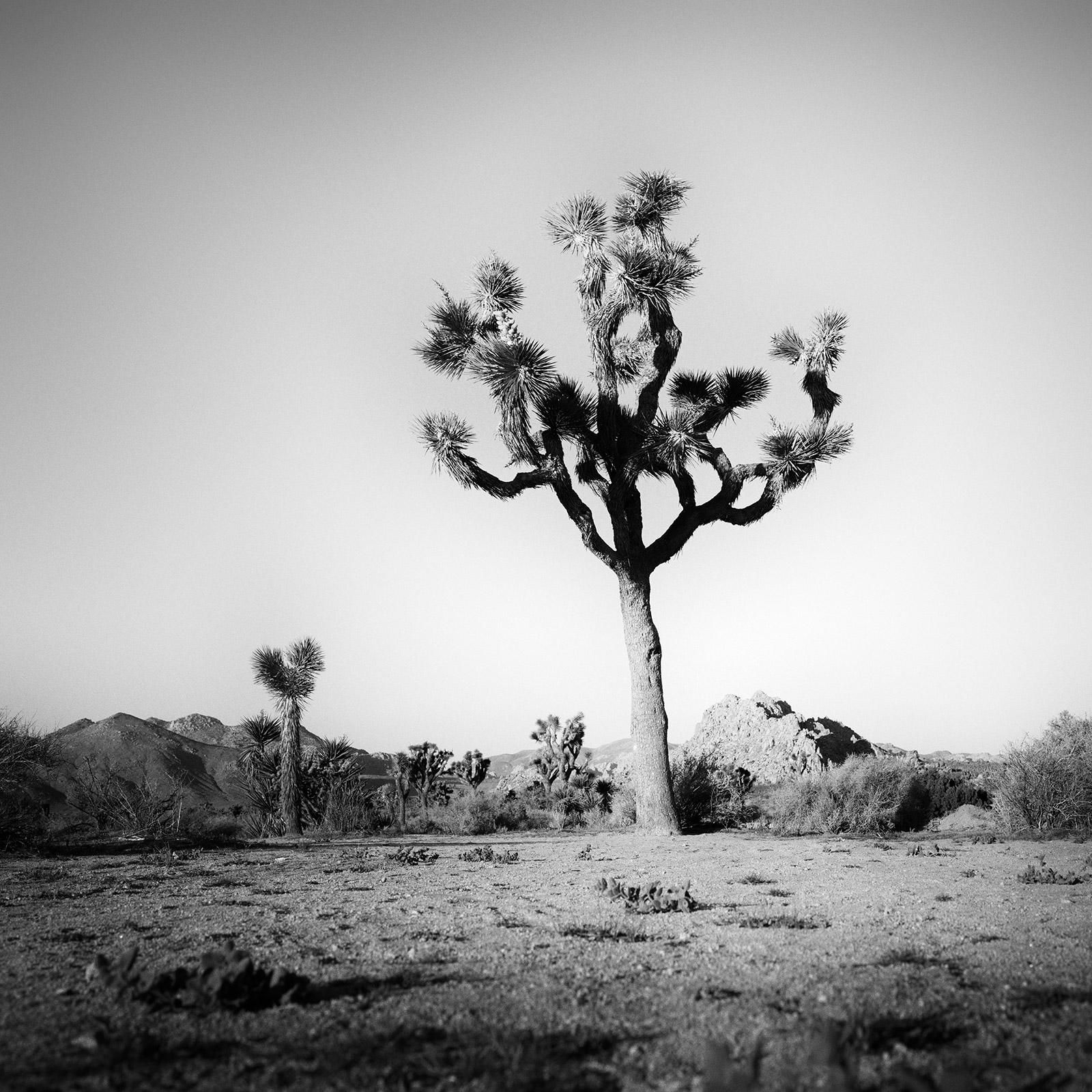 Joshua Tree, National Park, Kalifornien, USA, B&W-Landschaftsfotografie, Kunstdruck