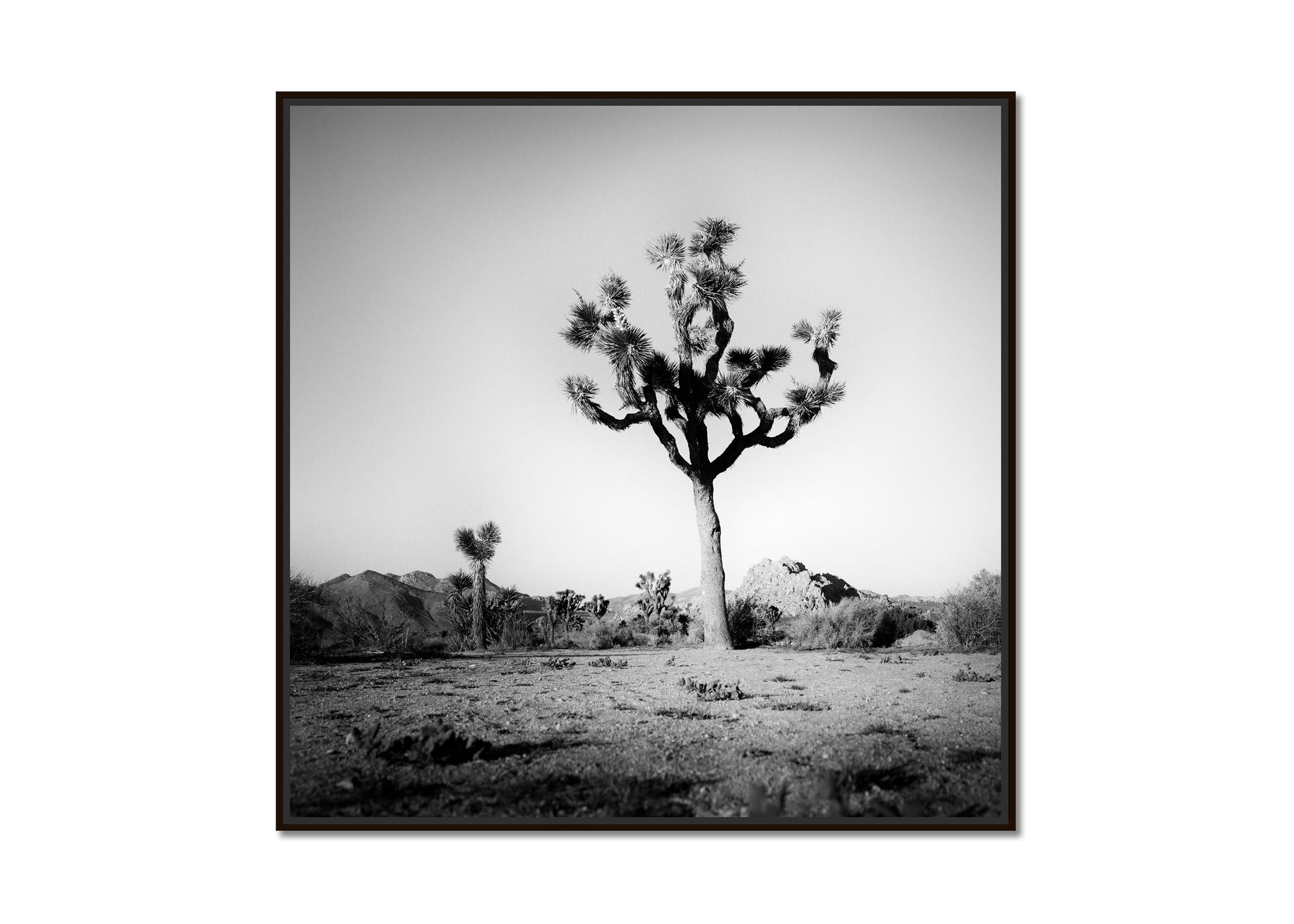 Joshua Tree, National Park, California, USA, B&W landscape photography art print - Photograph by Gerald Berghammer