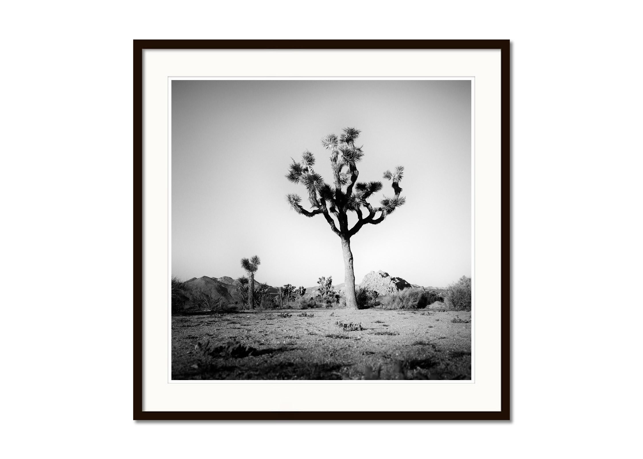 Joshua Tree, National Park, Kalifornien, USA, B&W-Landschaftsfotografie, Kunstdruck (Grau), Landscape Photograph, von Gerald Berghammer