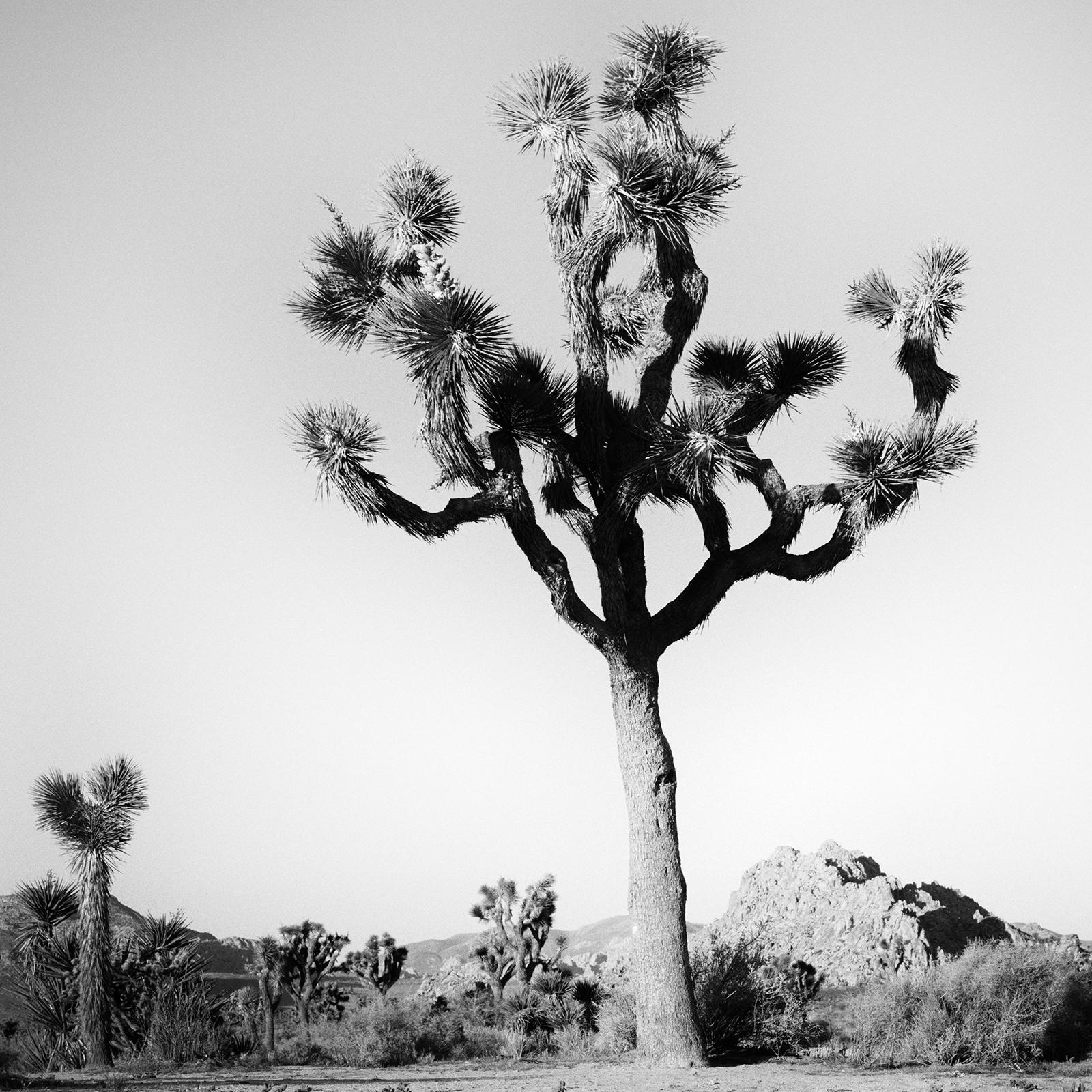 Joshua Tree, National Park, Kalifornien, USA, B&W-Landschaftsfotografie, Kunstdruck im Angebot 3