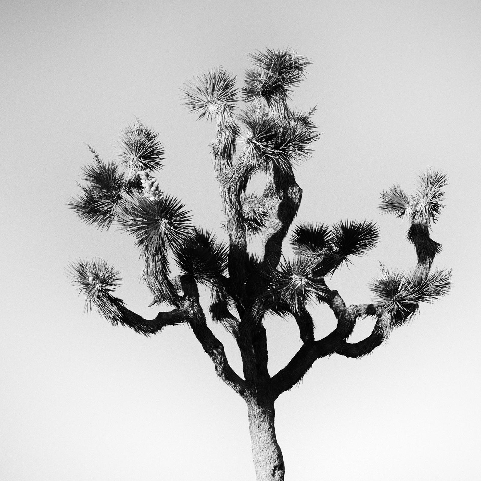Joshua Tree, National Park, Kalifornien, USA, B&W-Landschaftsfotografie, Kunstdruck im Angebot 4