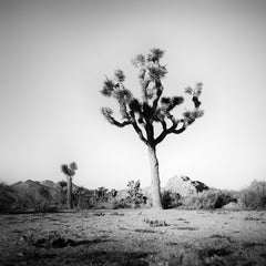 Joshua Tree, National Park, California, USA, B&W landscape photography art print