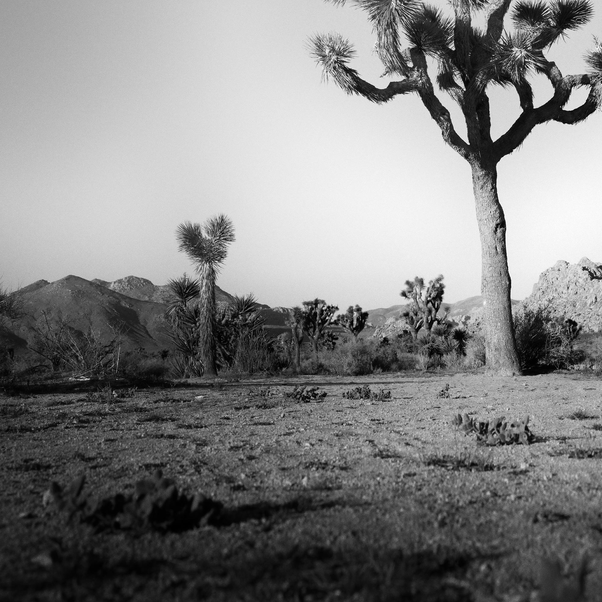 Joshua Tree, National Park, photographie en édition limitée de Gerald Berghammer en vente 9