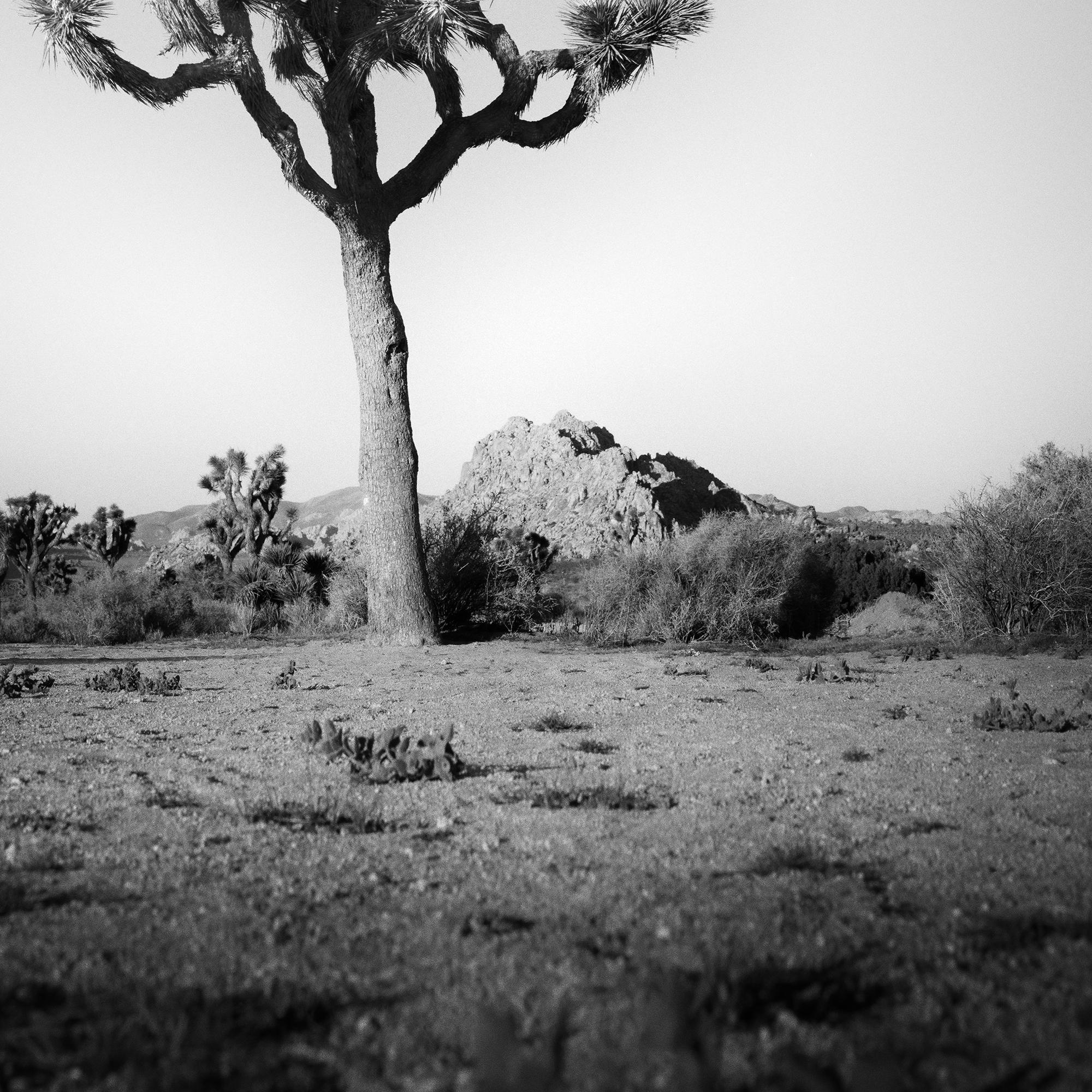 Joshua Tree, National Park, photographie en édition limitée de Gerald Berghammer en vente 10