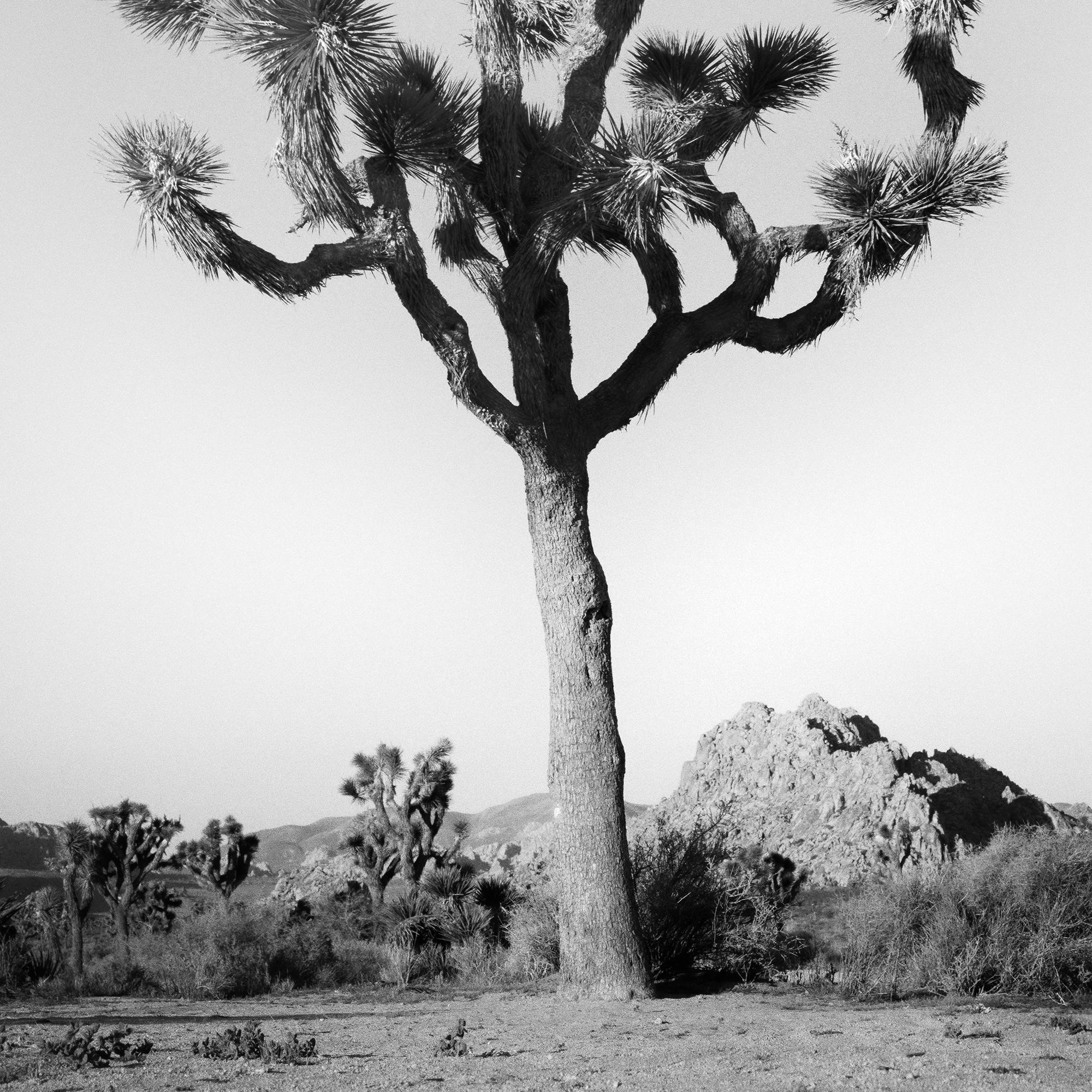 Joshua Tree, National Park, photographie en édition limitée de Gerald Berghammer en vente 11