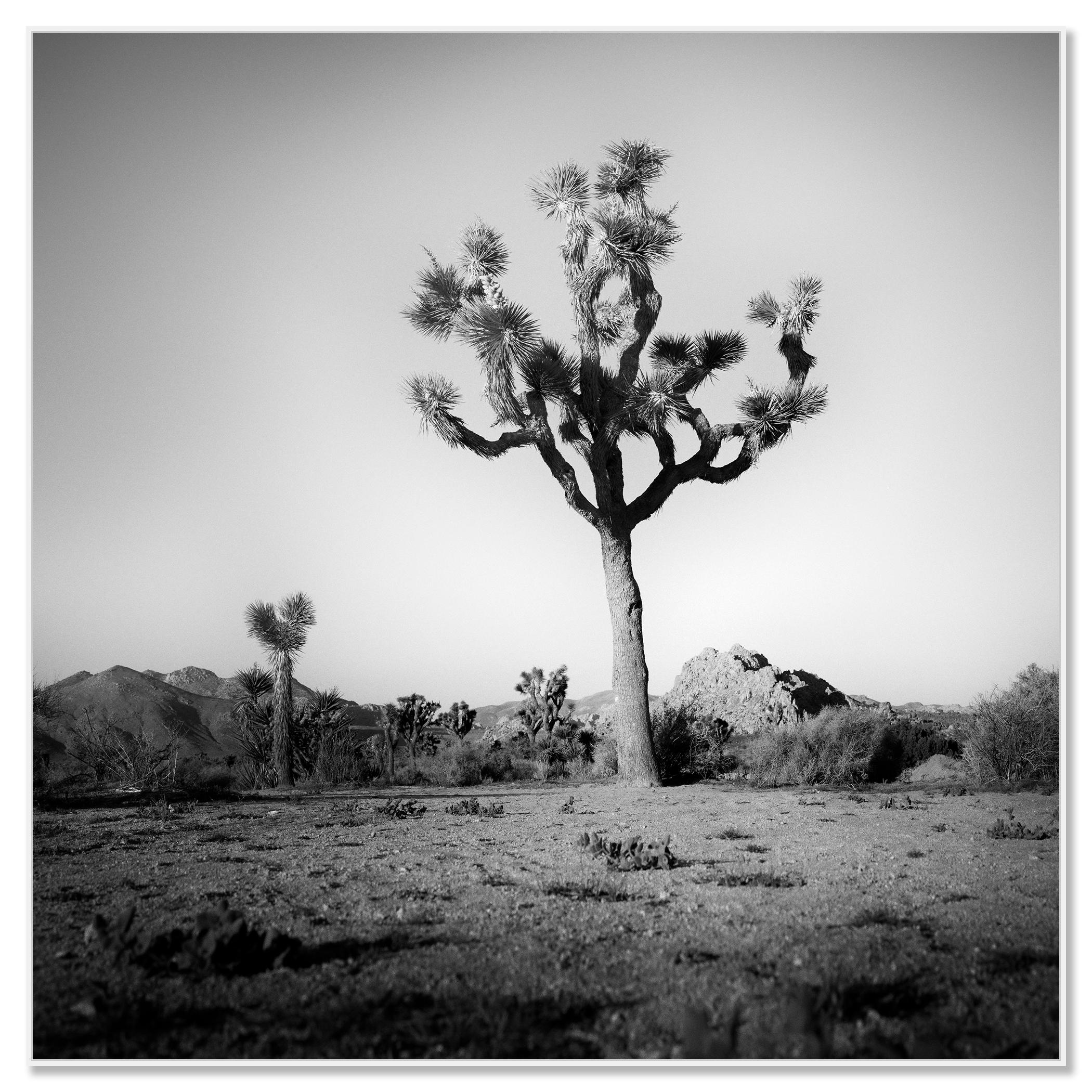 Joshua Tree, National Park, photographie en édition limitée de Gerald Berghammer en vente 1