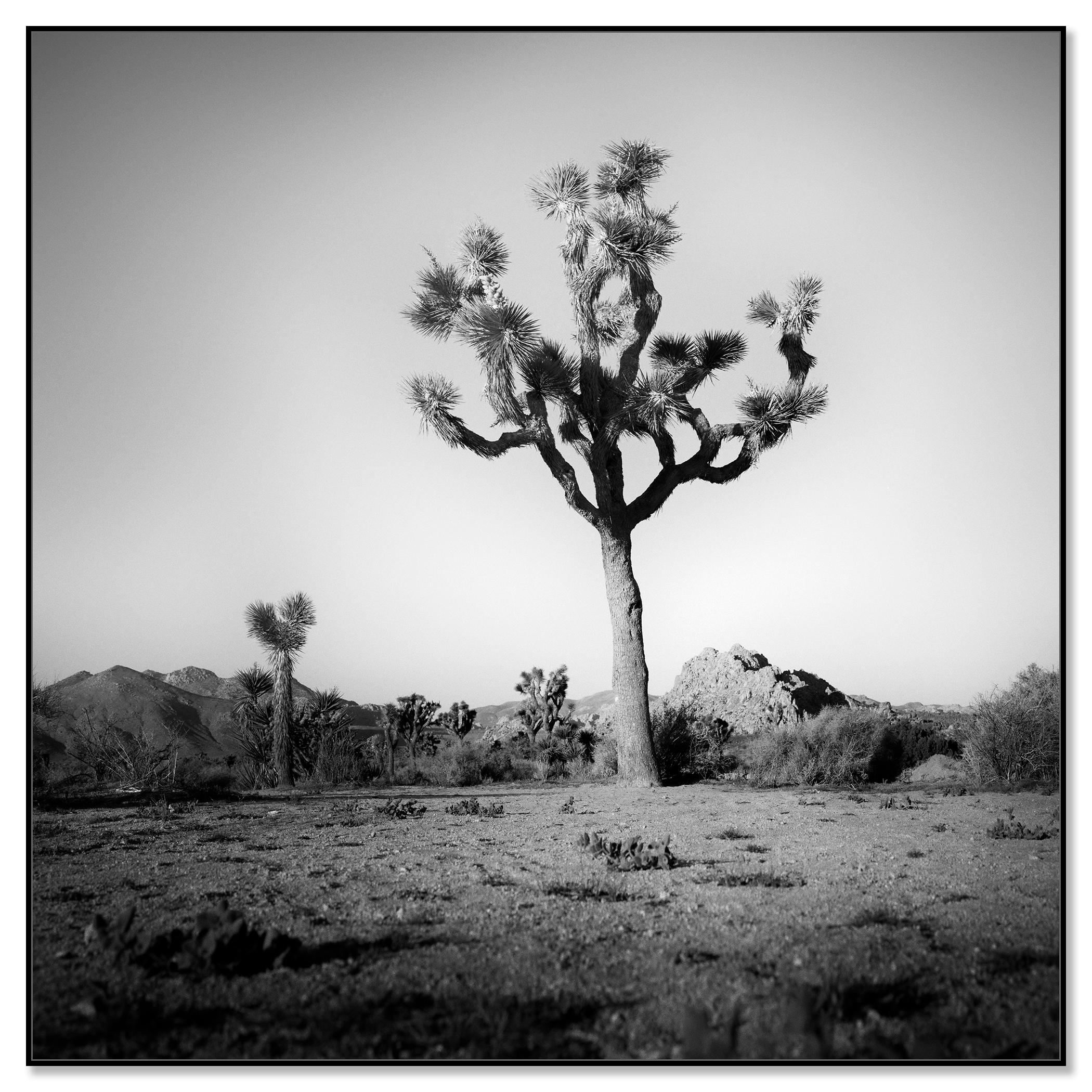 Joshua Tree, National Park, photographie en édition limitée de Gerald Berghammer en vente 2
