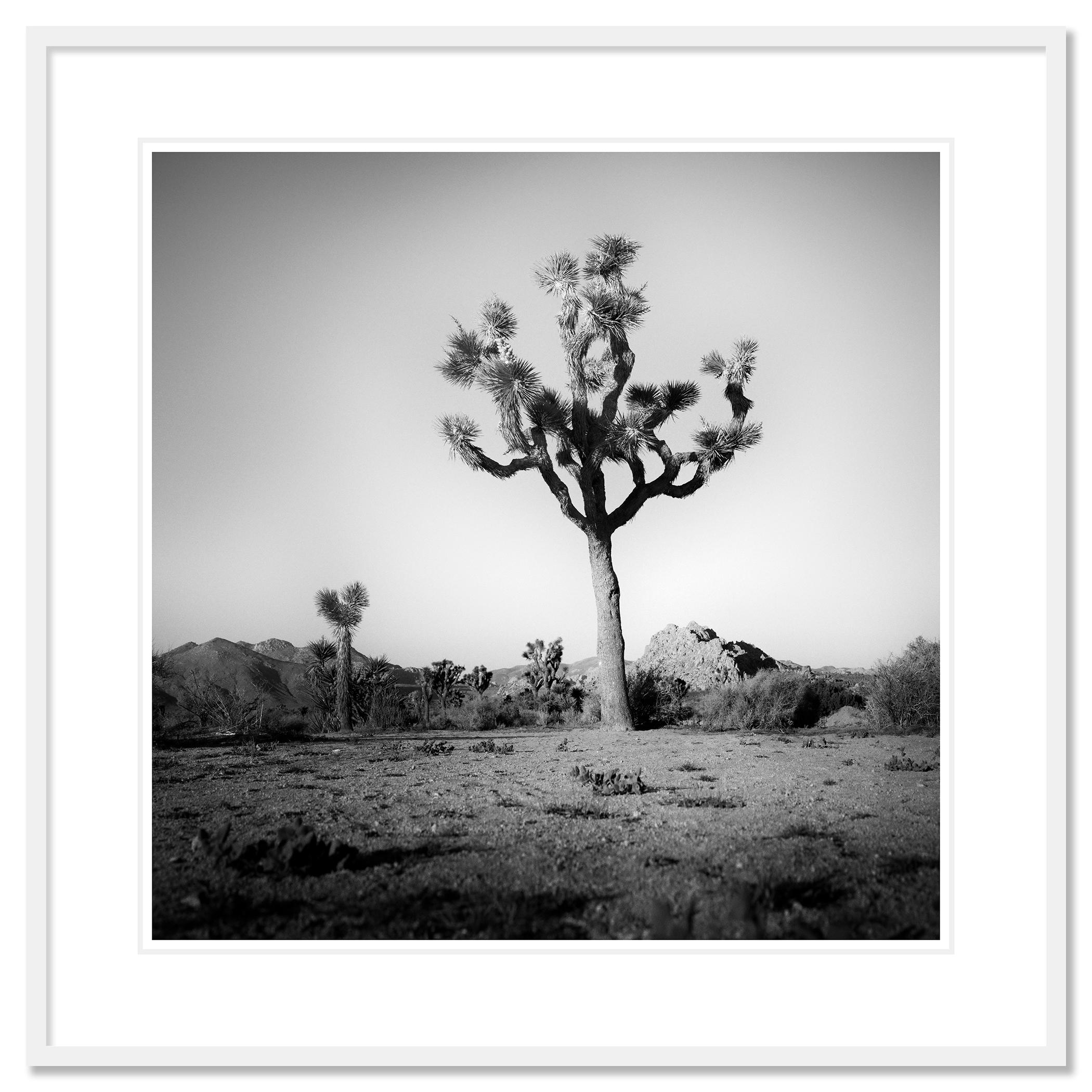 Joshua Tree, National Park, photographie en édition limitée de Gerald Berghammer en vente 4